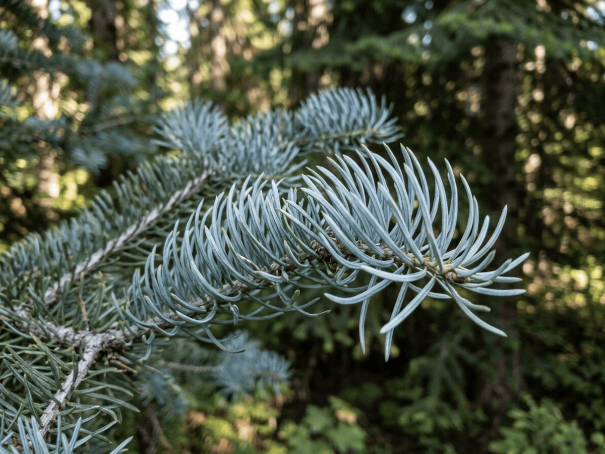 Koloradotanne — Nahaufnahme von Blättern und Blüten