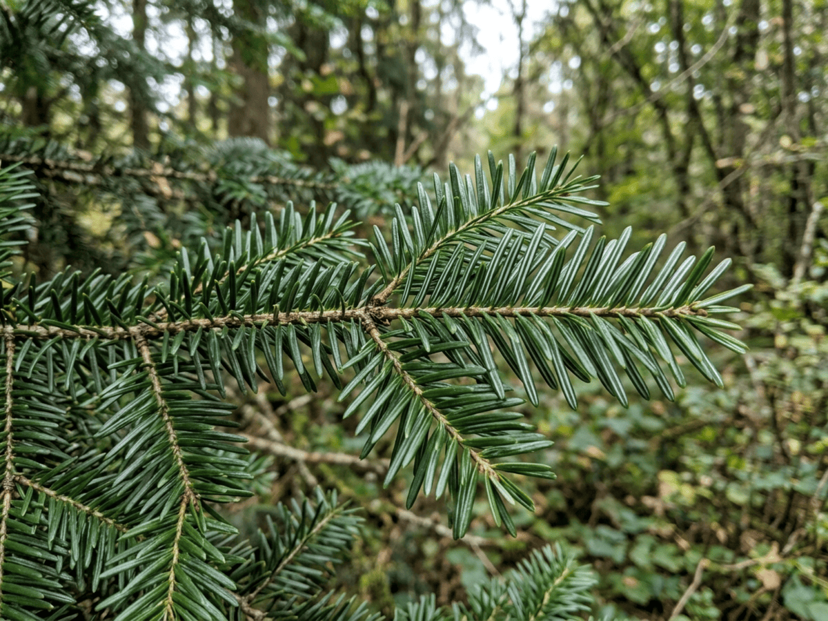 Caucasian Fir — close-up of leaves and flowers