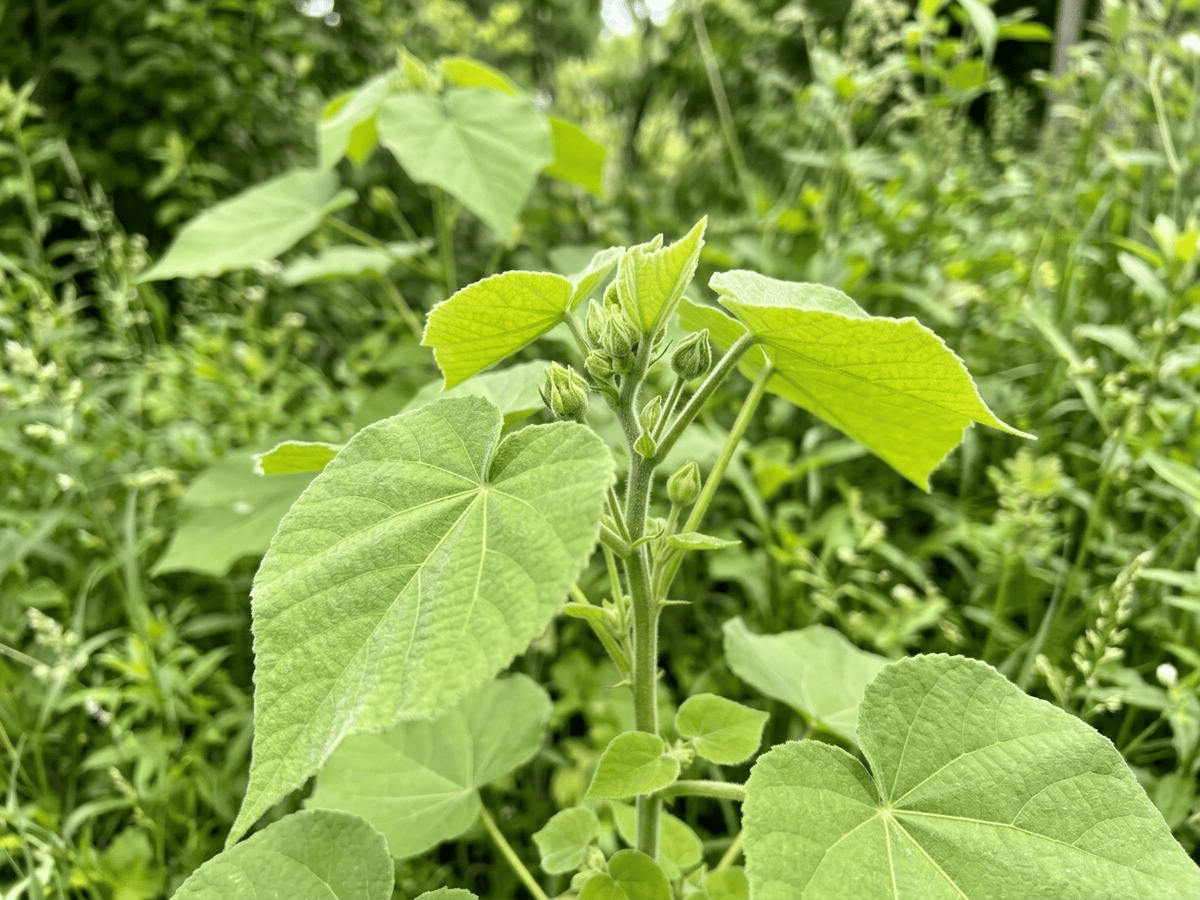 Velvetleaf — seasonal appearance