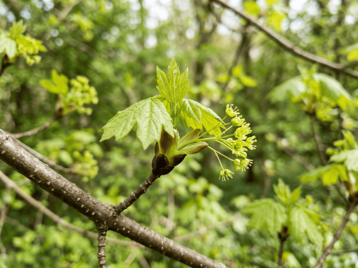Field Maple — seasonal appearance