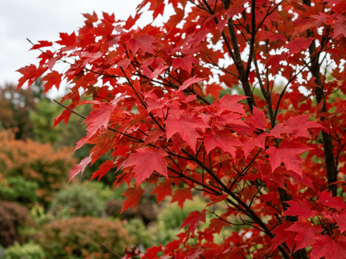 Acero rosso (Acer rubrum), pianta intera