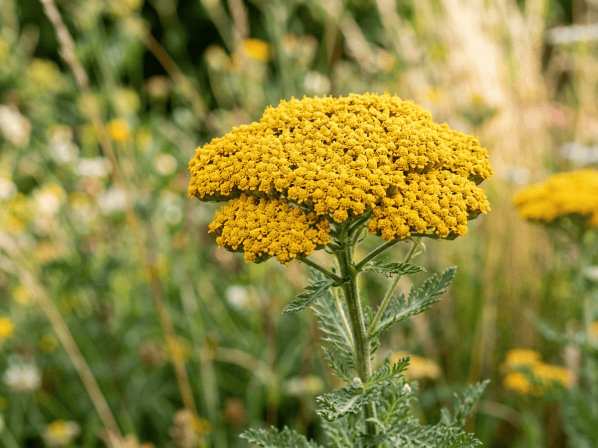 Millefoglio a foglie di felce — primo piano di foglie e fiori