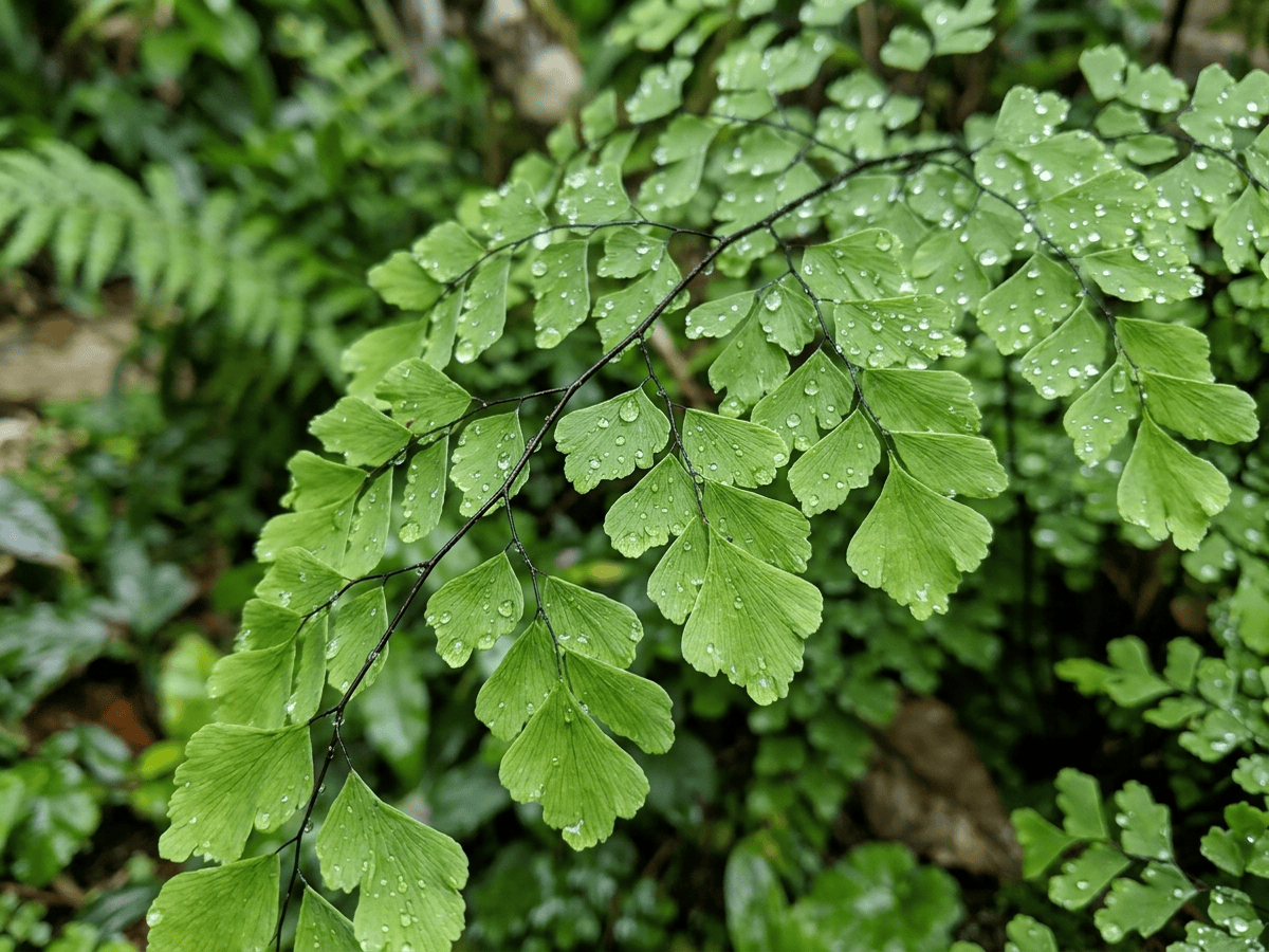culantrillo — primer plano de hojas y flores