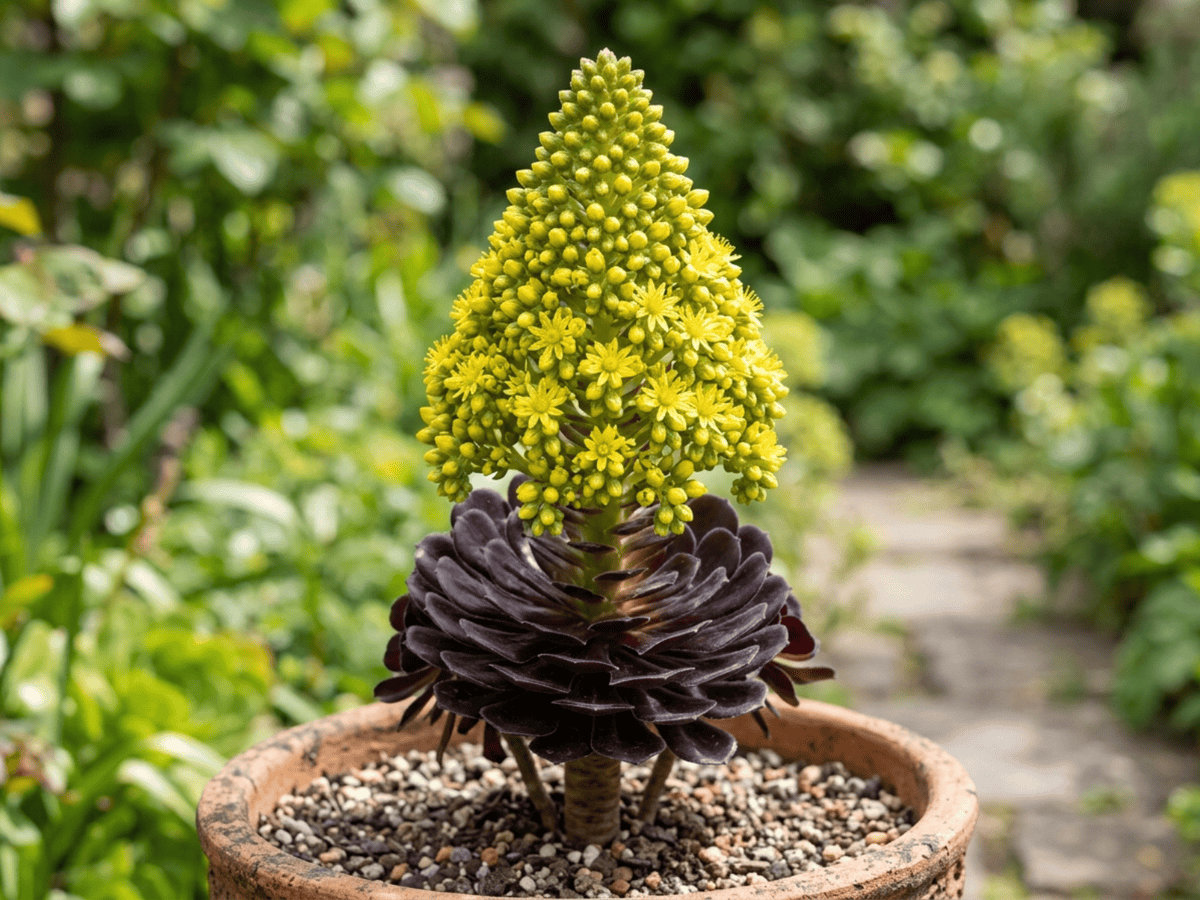 Tree Aeonium — seasonal appearance