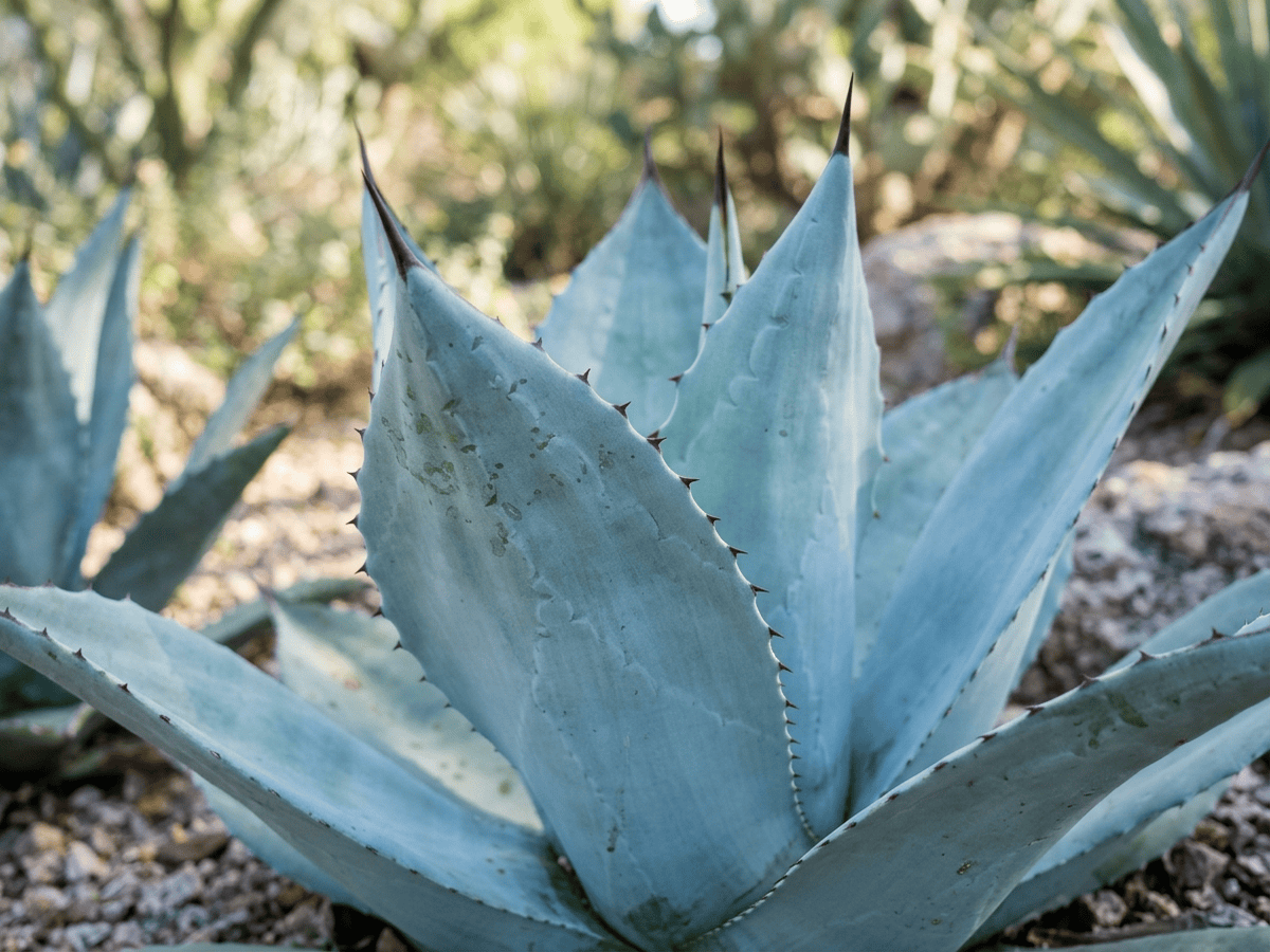 Whale's Tongue Agave — close-up of leaves and flowers