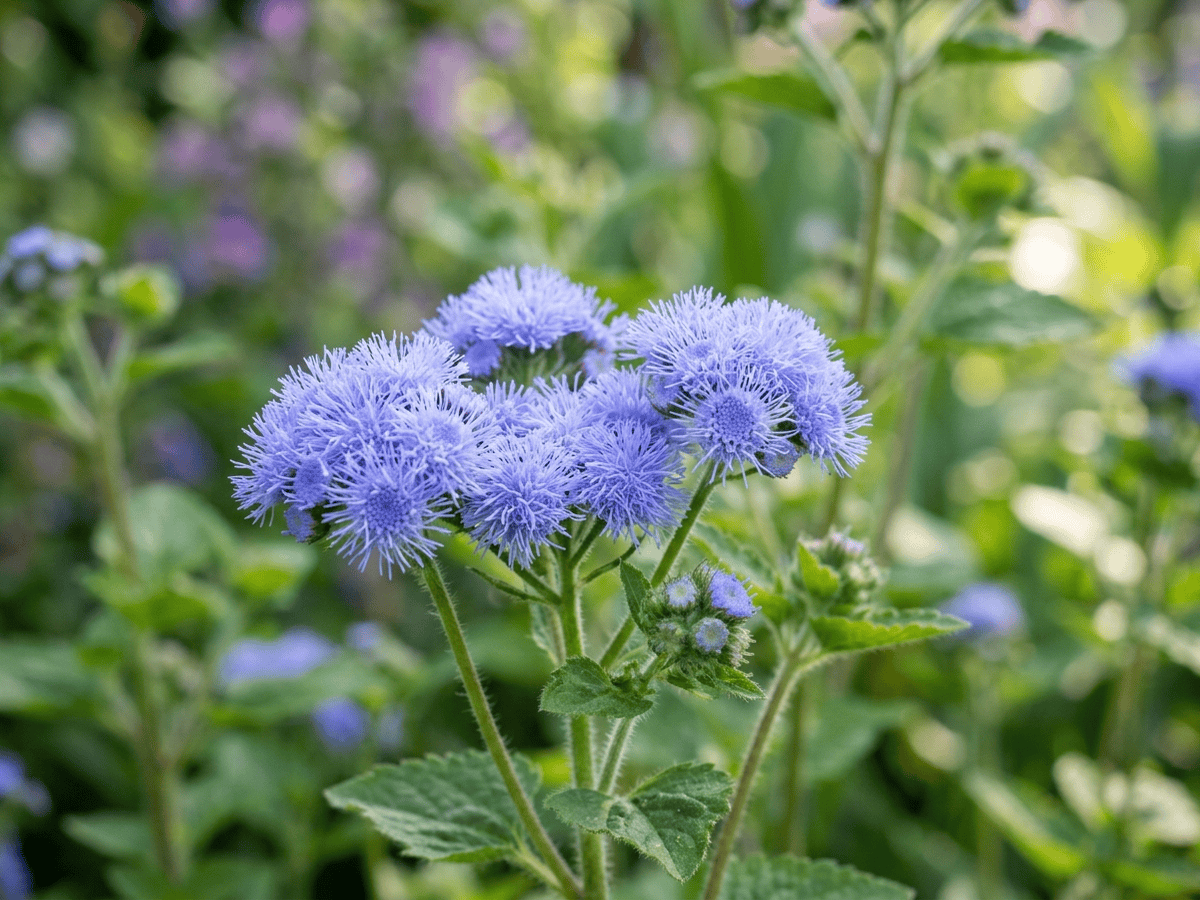 Bluemink — close-up of leaves and flowers