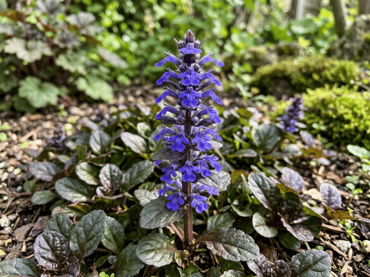 Carpet Bugle — close-up of leaves and flowers