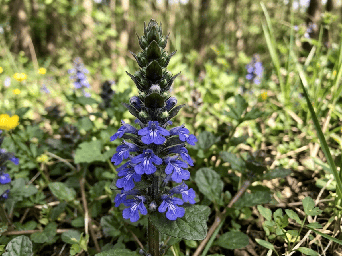 Carpet Bugle — seasonal appearance