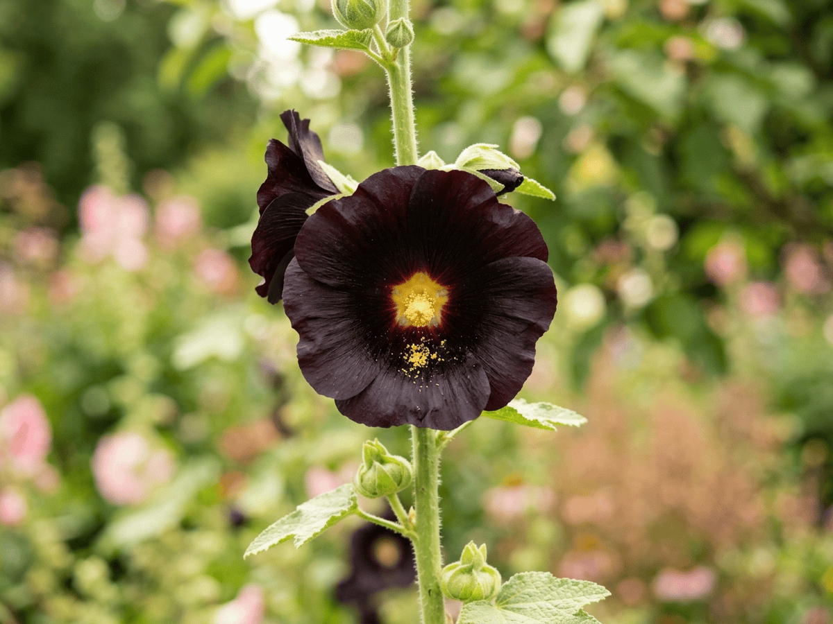 Malva real negra — primer plano de hojas y flores