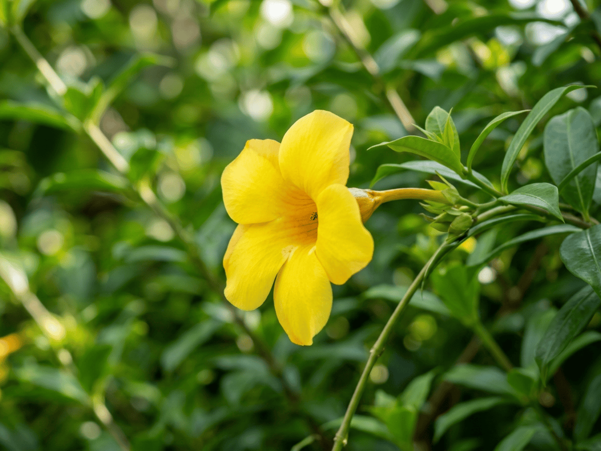 Allamanda — gros plan sur feuilles et fleurs