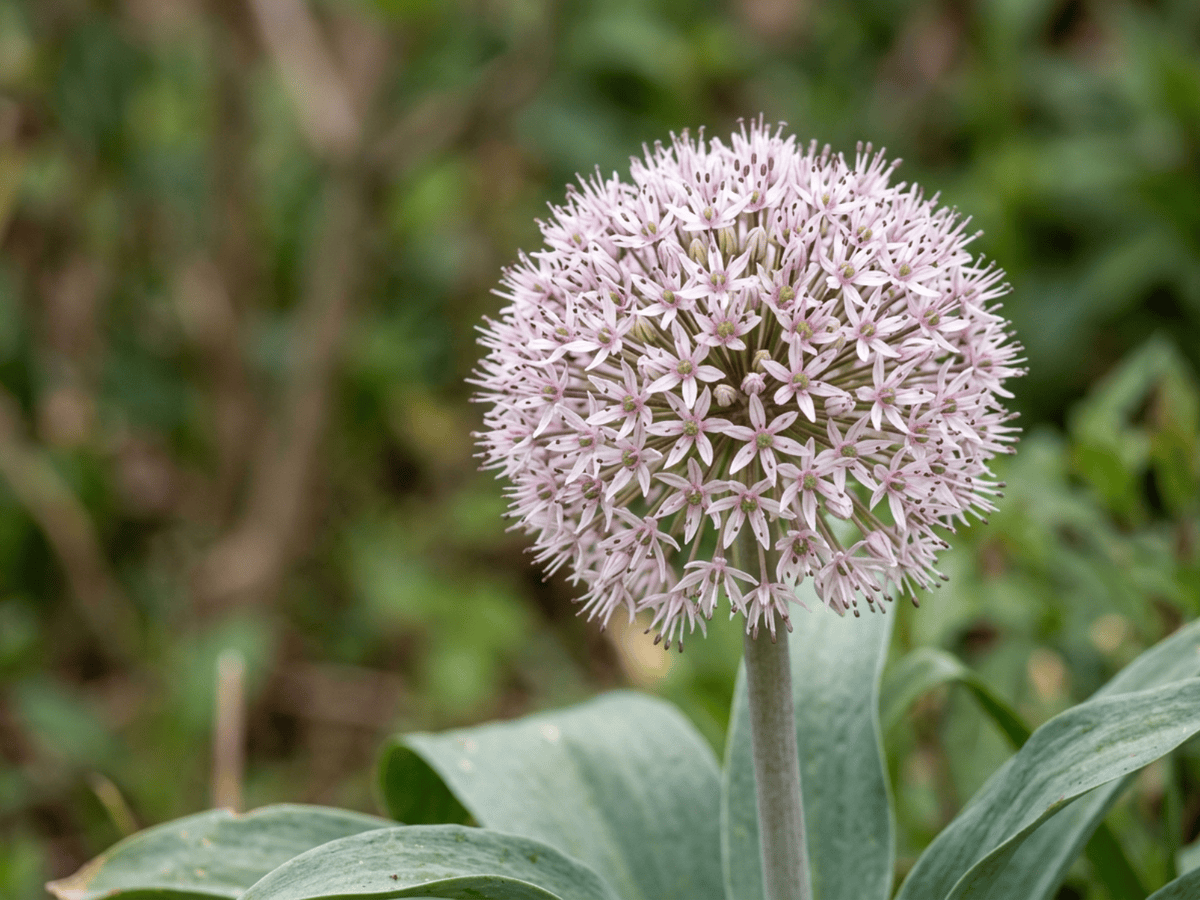 Turkistan Onion — close-up of leaves and flowers