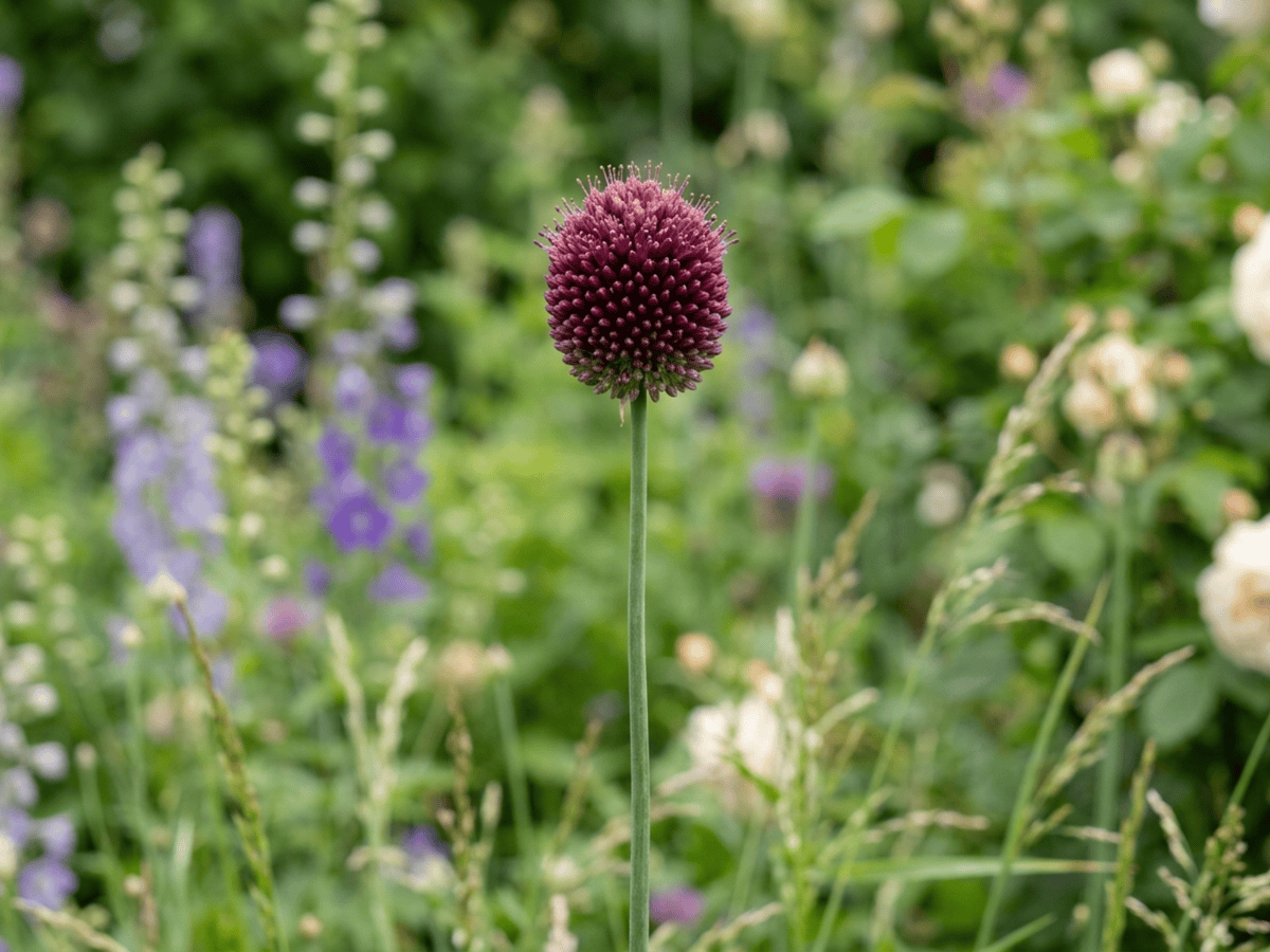 Ail à tête ronde (Allium sphaerocephalon), plante entière