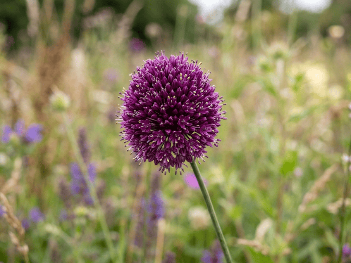 Ail à tête ronde — gros plan sur feuilles et fleurs