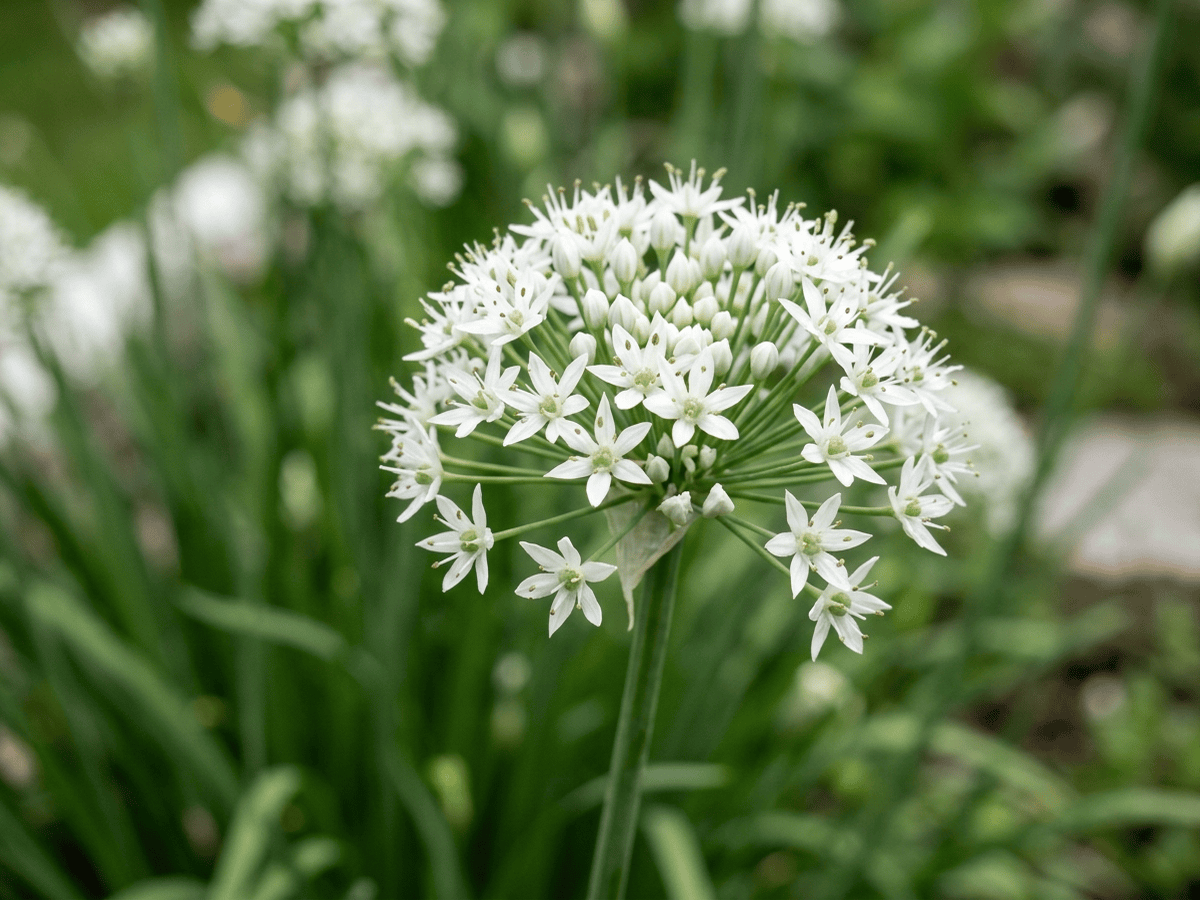 Ciboule de Chine — gros plan sur feuilles et fleurs