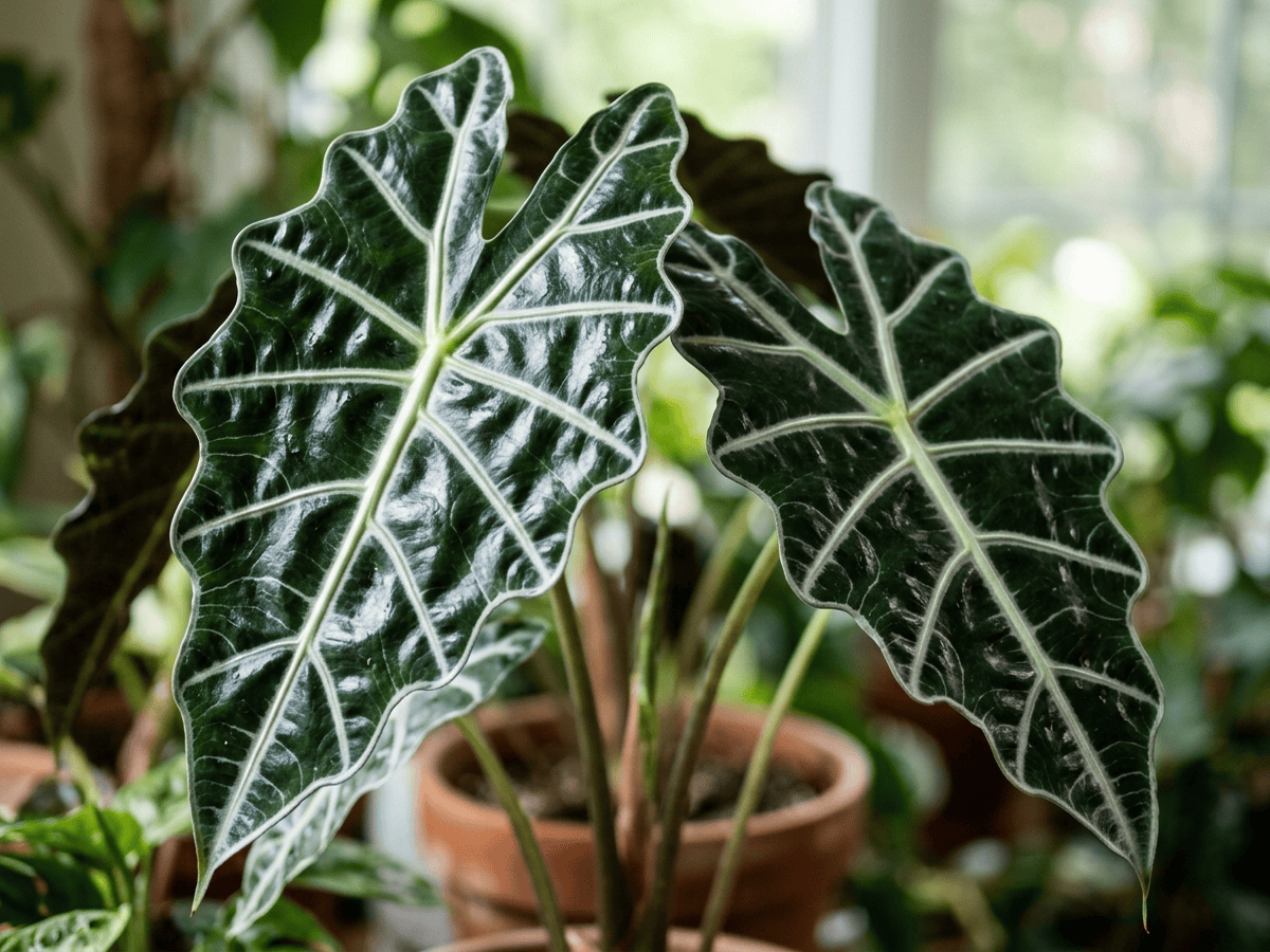 Alocasia amazzonica — primo piano di foglie e fiori