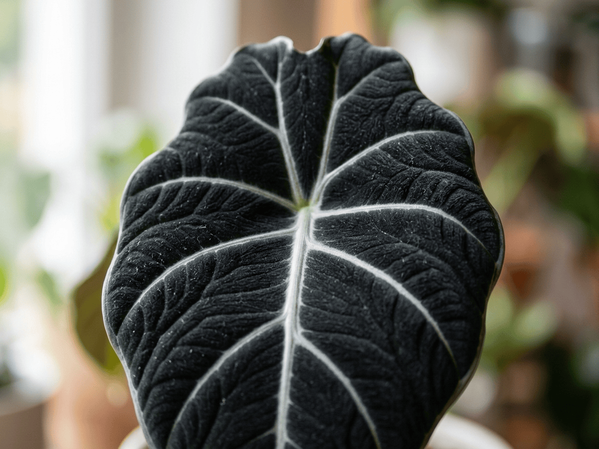Black Velvet Alocasia — close-up of leaves and flowers