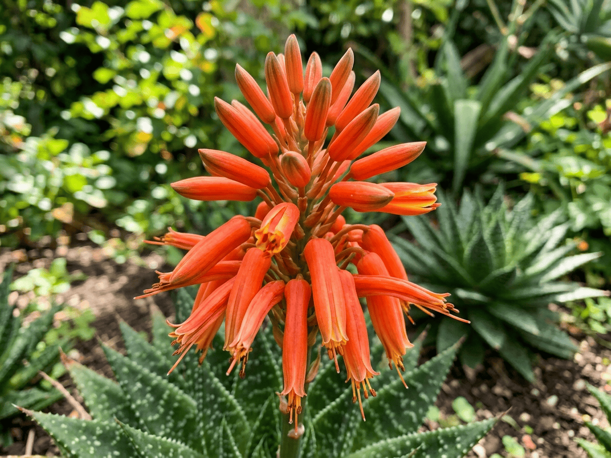 Lace Aloe — seasonal appearance