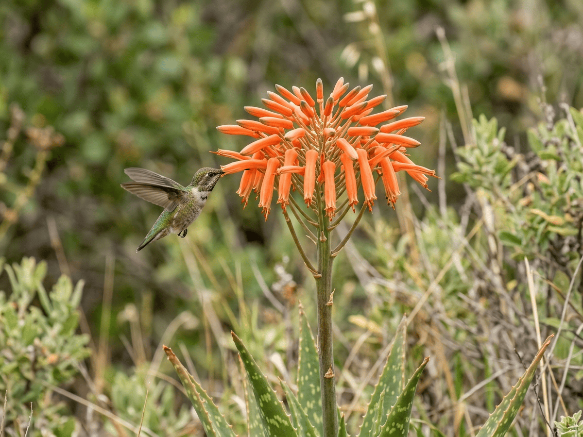 Soap Aloe — close-up of leaves and flowers