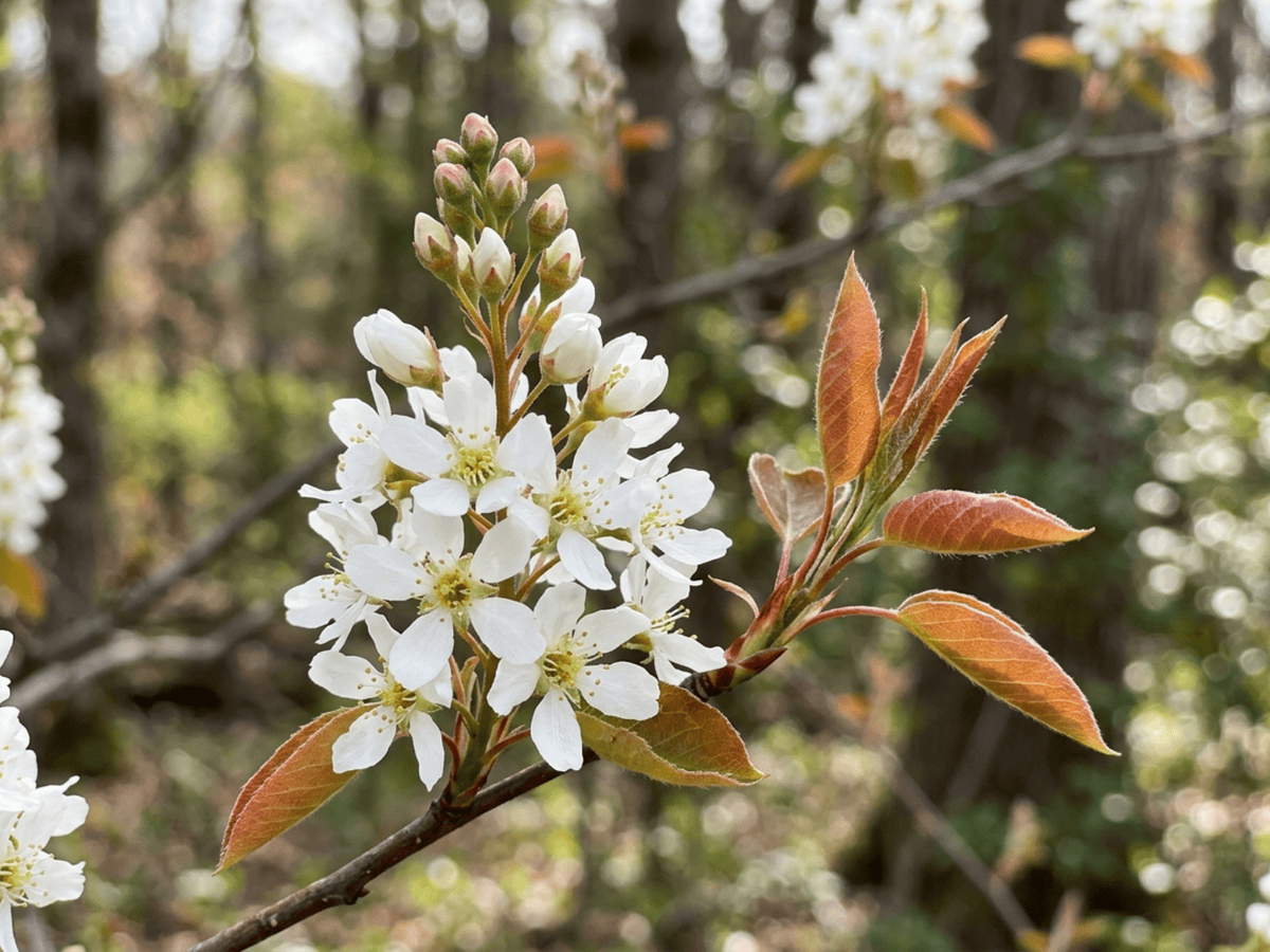 Amelanchier lá nhẵn — dáng vẻ theo mùa