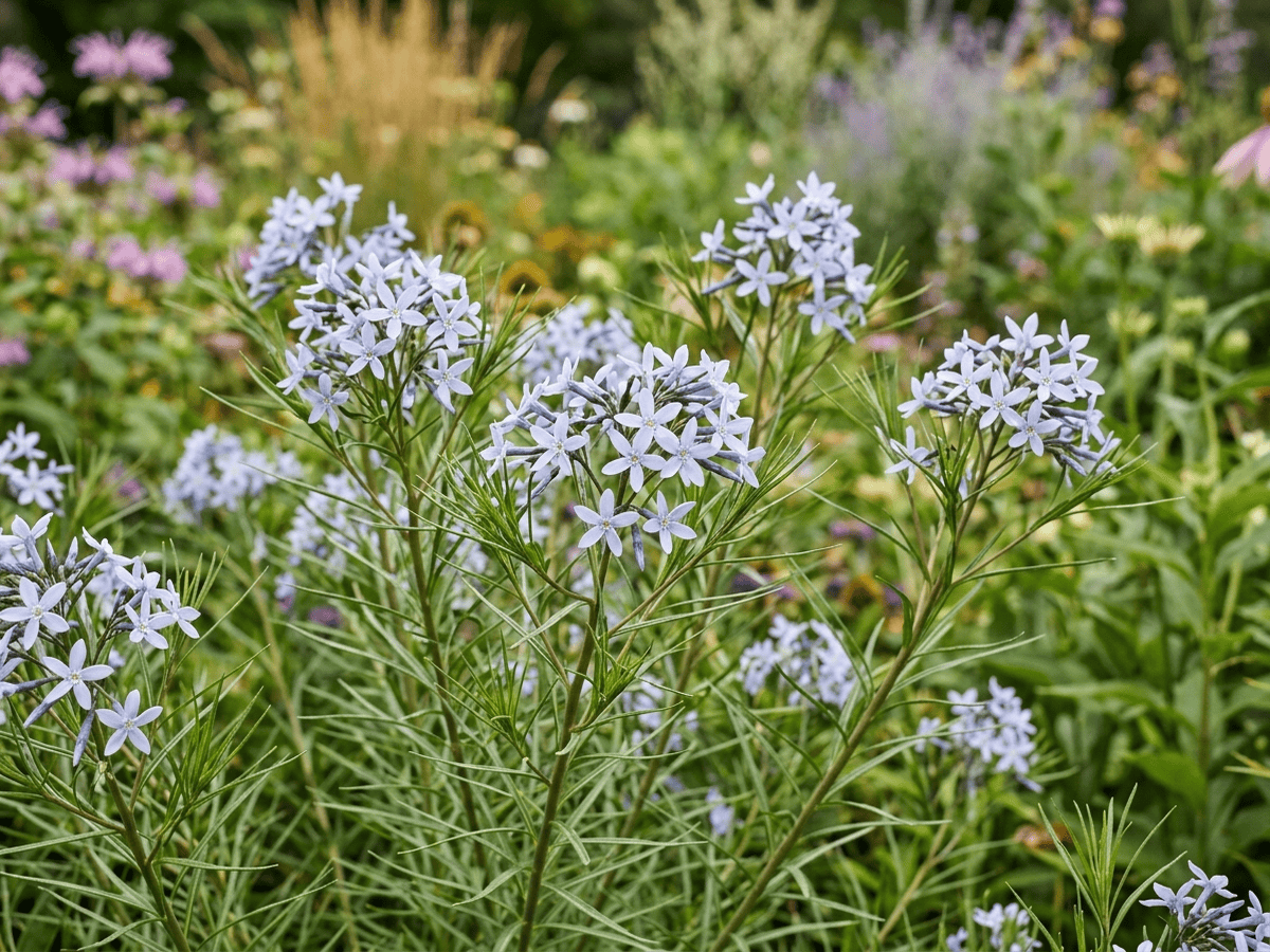 アムソニアの葉と花のクローズアップ