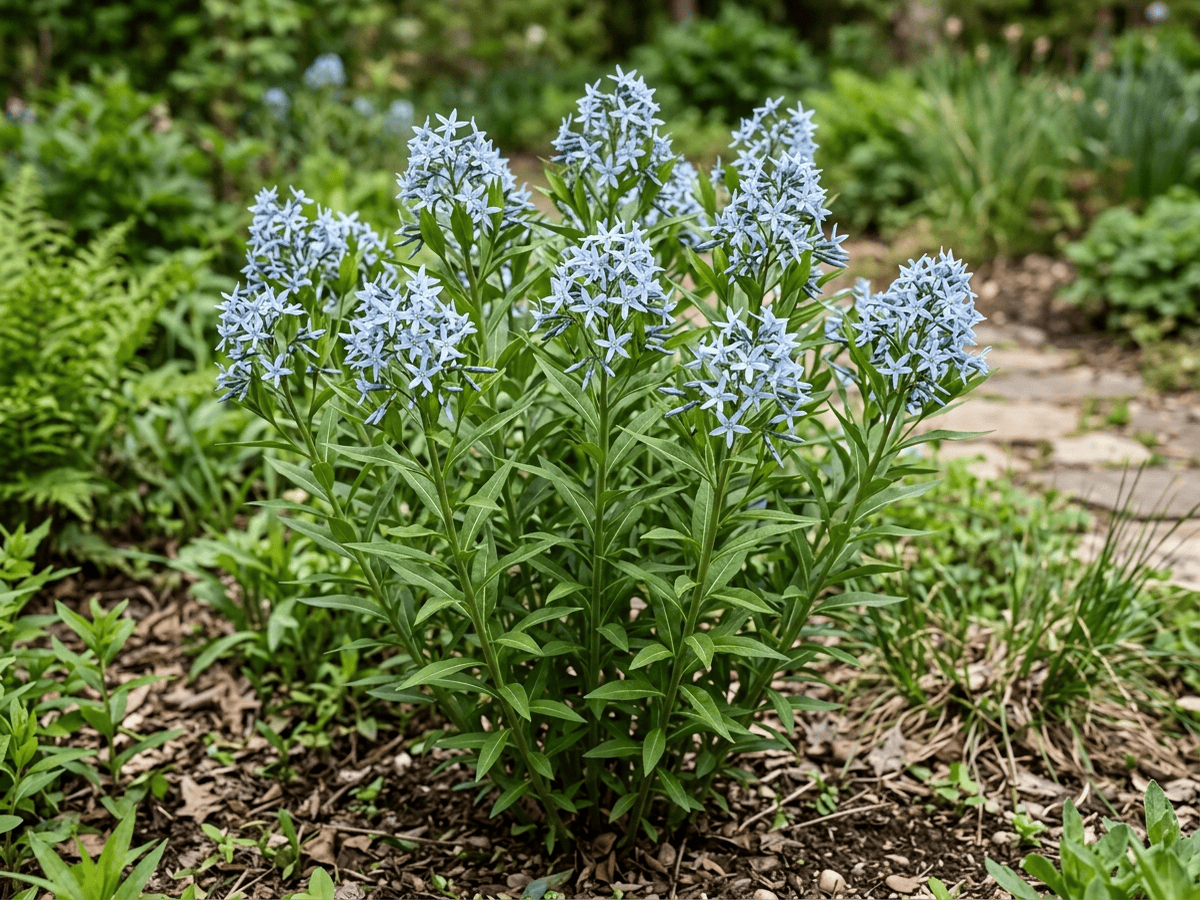 Eastern Bluestar
