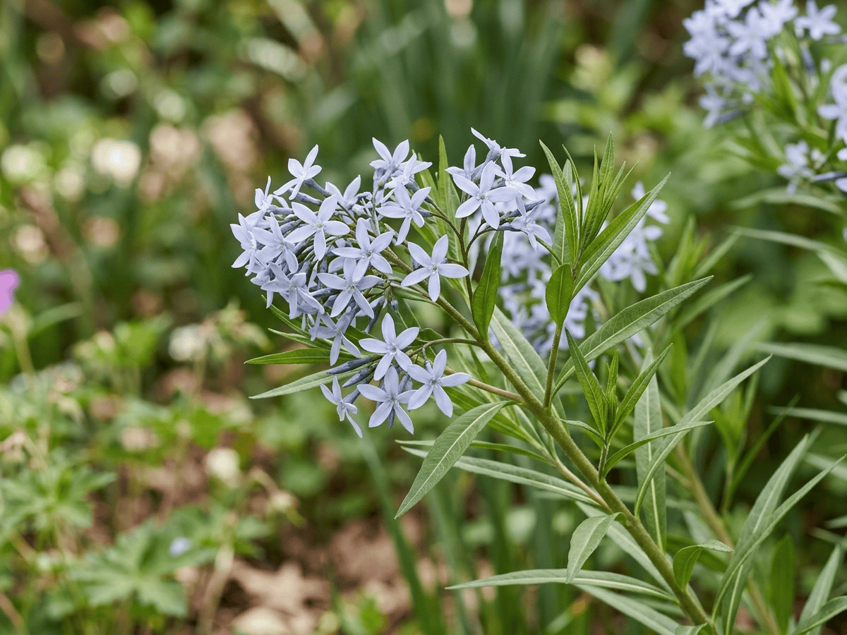 Östlicher Blaustern — Nahaufnahme von Blättern und Blüten