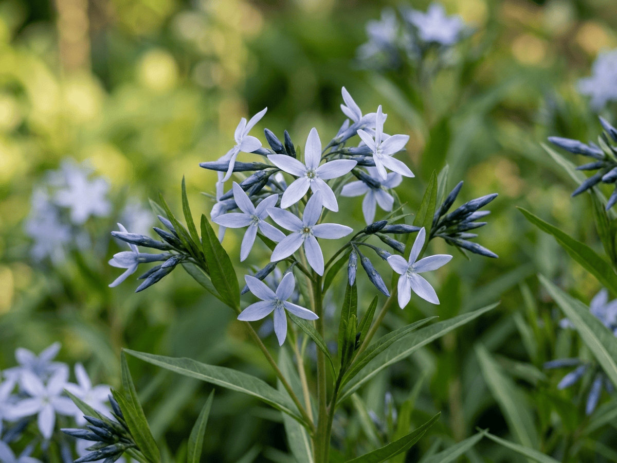 Östlicher Blaustern — saisonales Erscheinungsbild