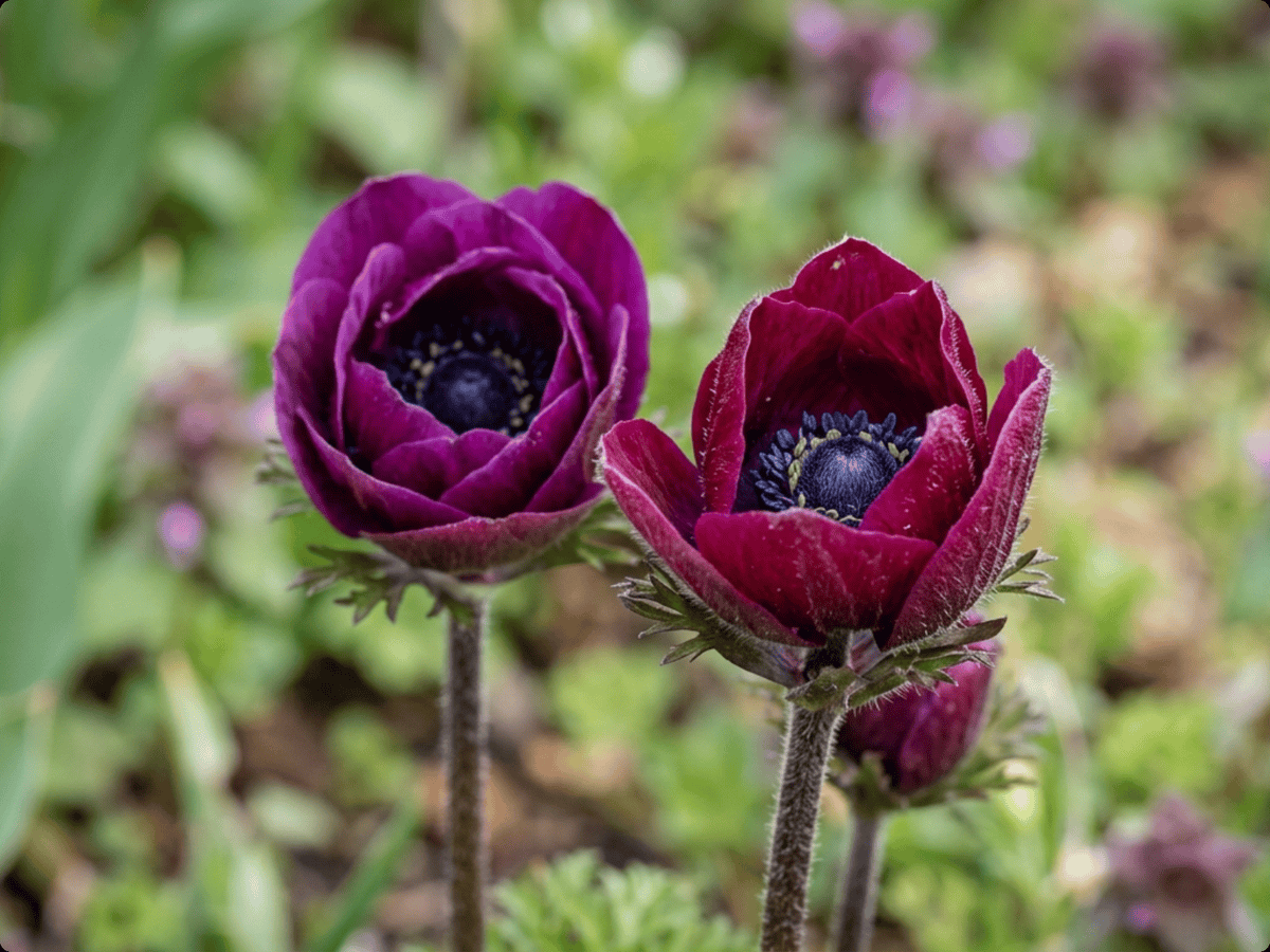 Anémone des fleuristes — aspect saisonnier