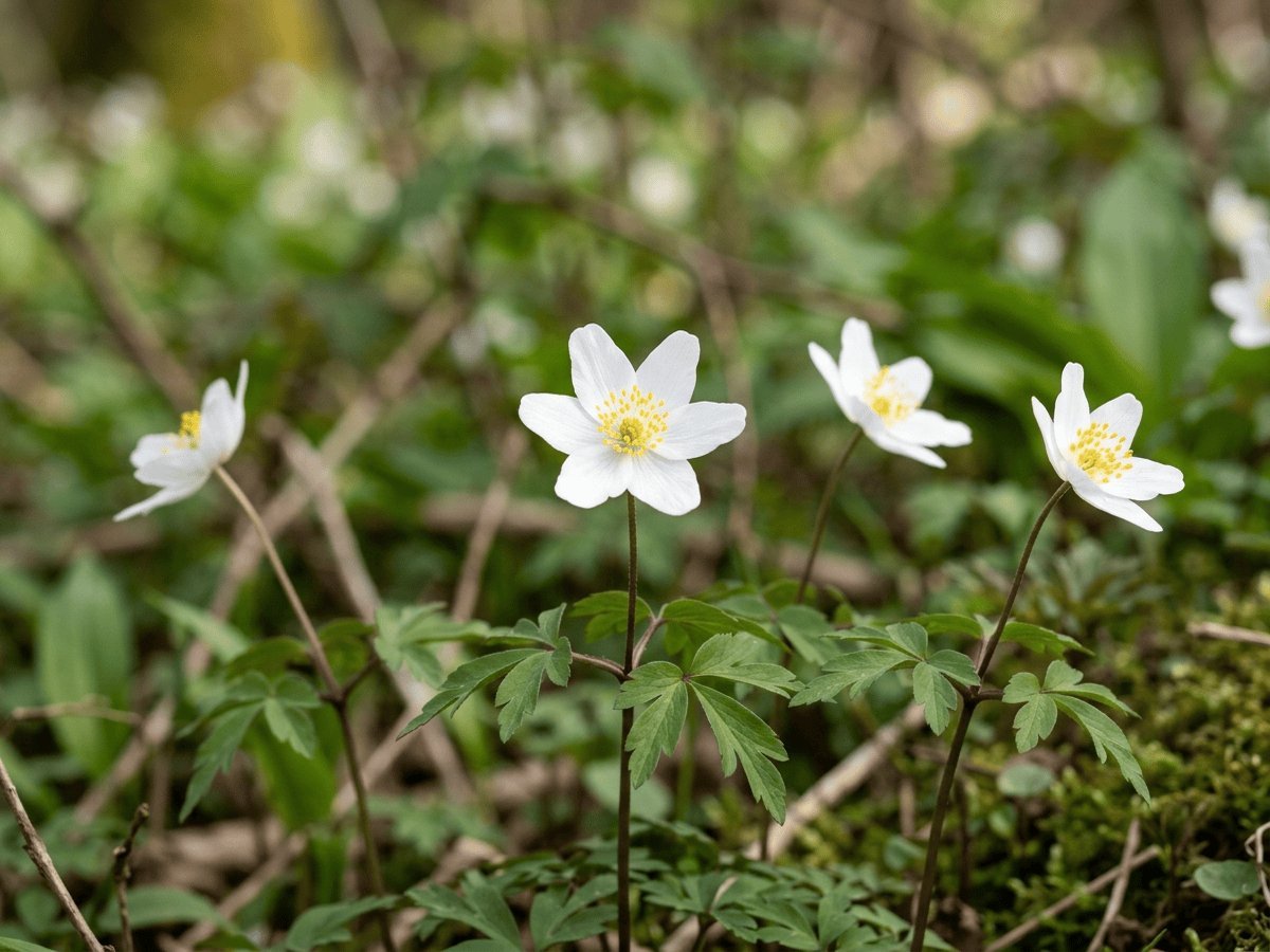 Wood Anemone — close-up of leaves and flowers