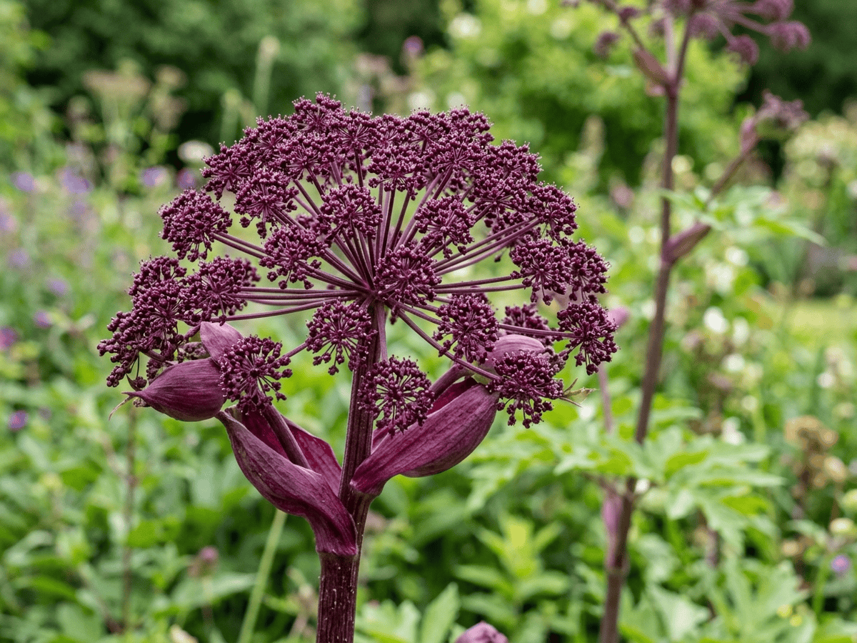 Angelica coreana — primo piano di foglie e fiori