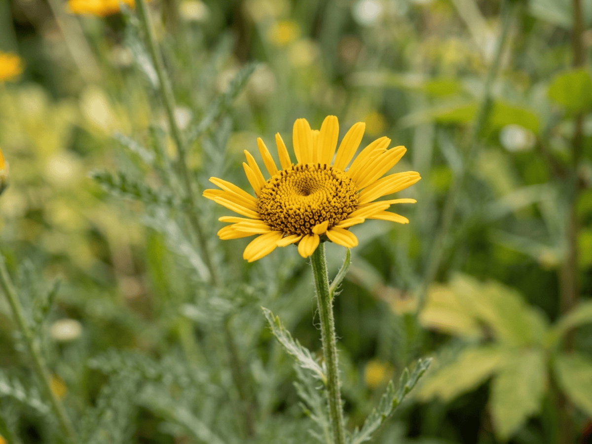 Golden Marguerite — seasonal appearance