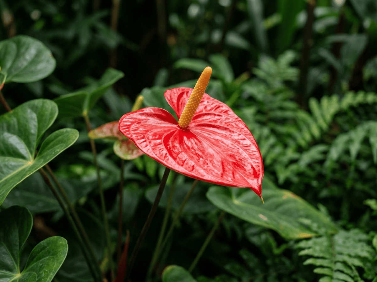 Anthurium — gros plan sur feuilles et fleurs