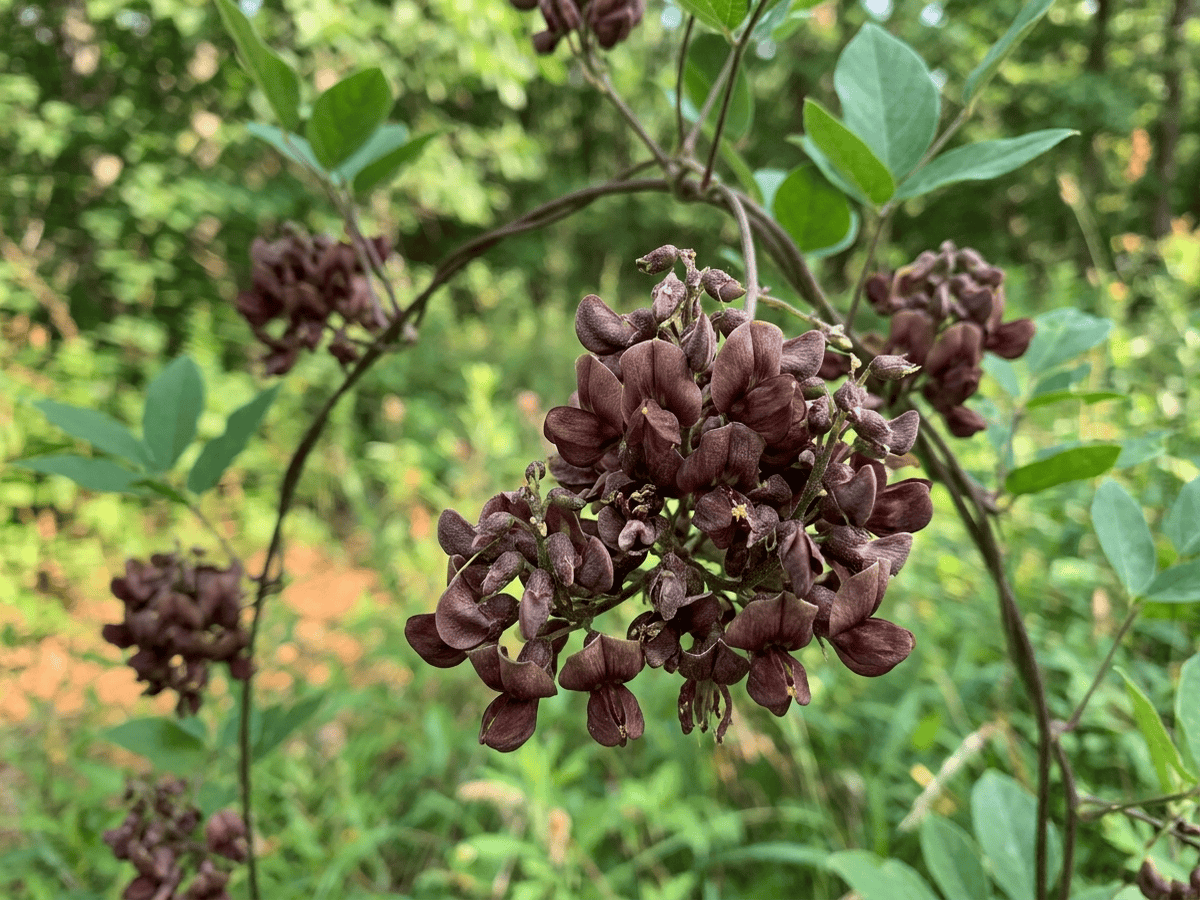 glicine tuberoso — primo piano di foglie e fiori