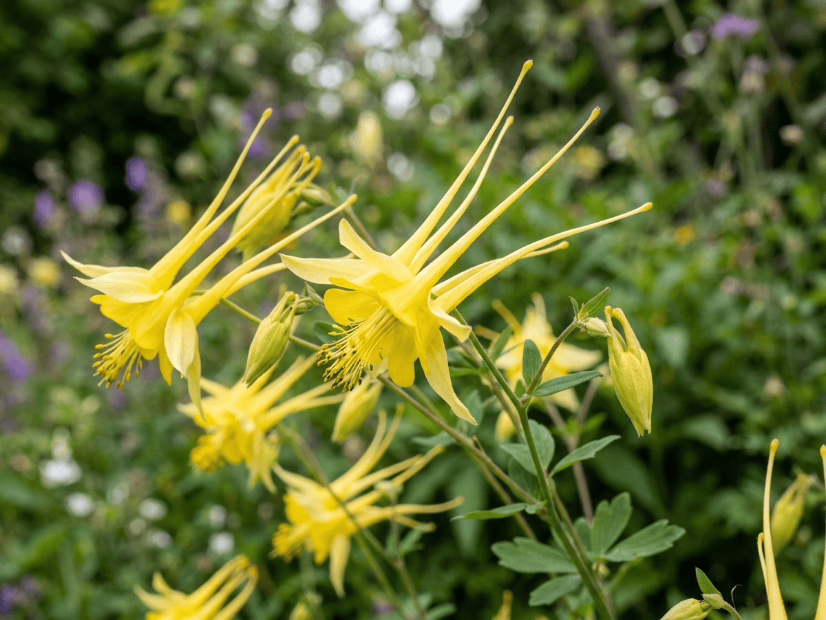 Golden Columbine — close-up of leaves and flowers