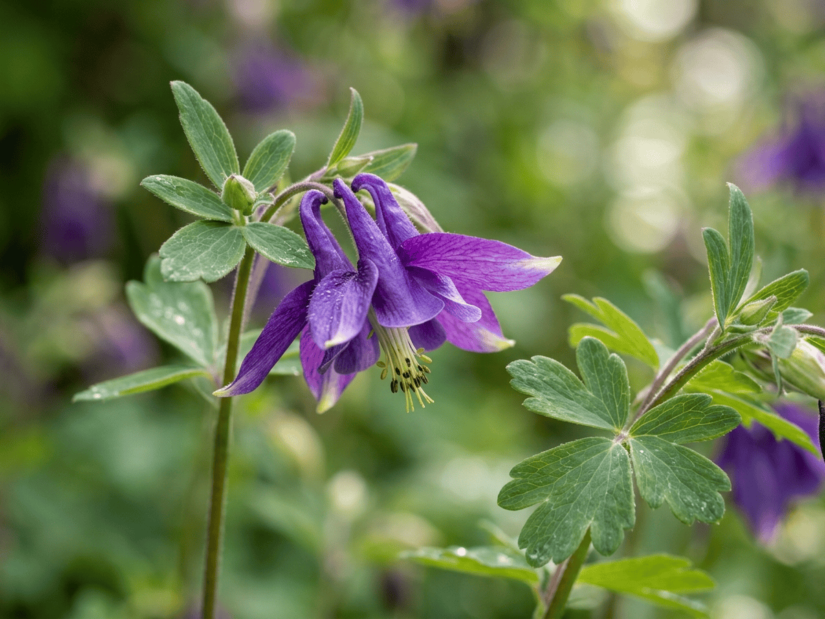 Aguileña común — primer plano de hojas y flores