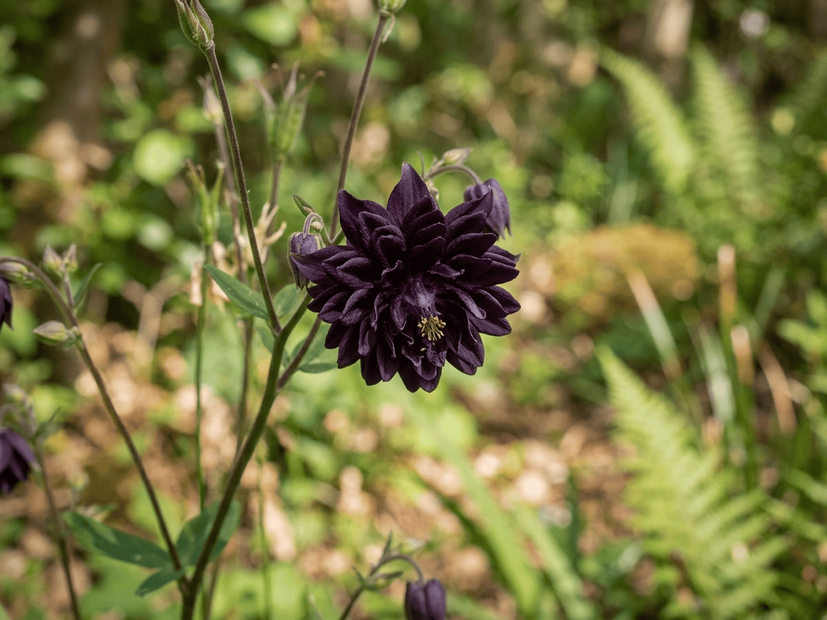 Gewöhnliche Akelei — Nahaufnahme von Blättern und Blüten