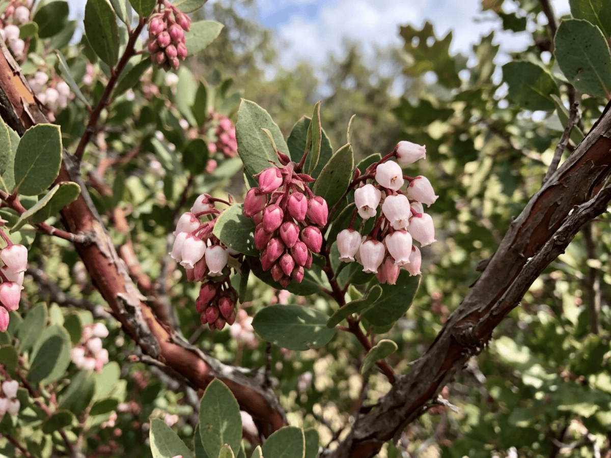 Manzanita-comum — aparência sazonal