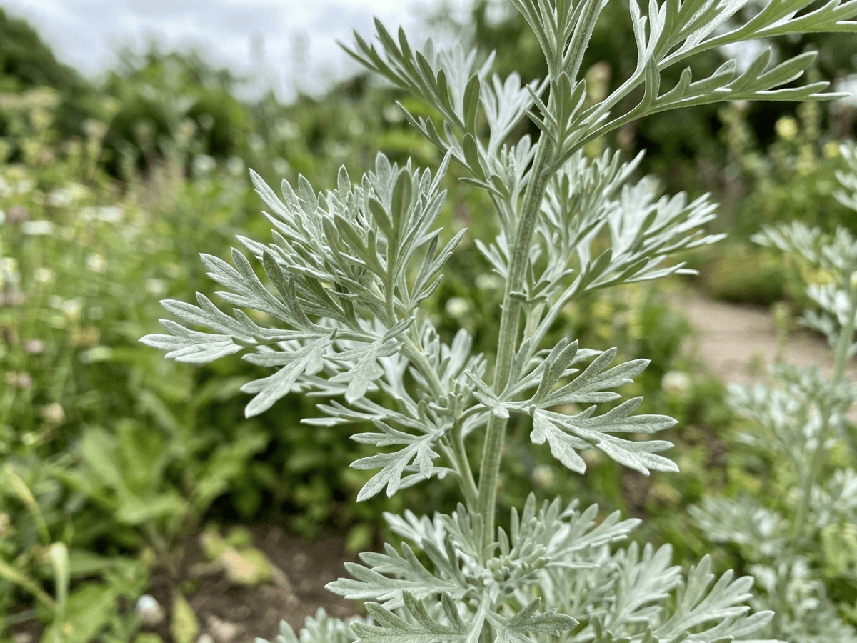 Absinthe Wormwood — close-up of leaves and flowers