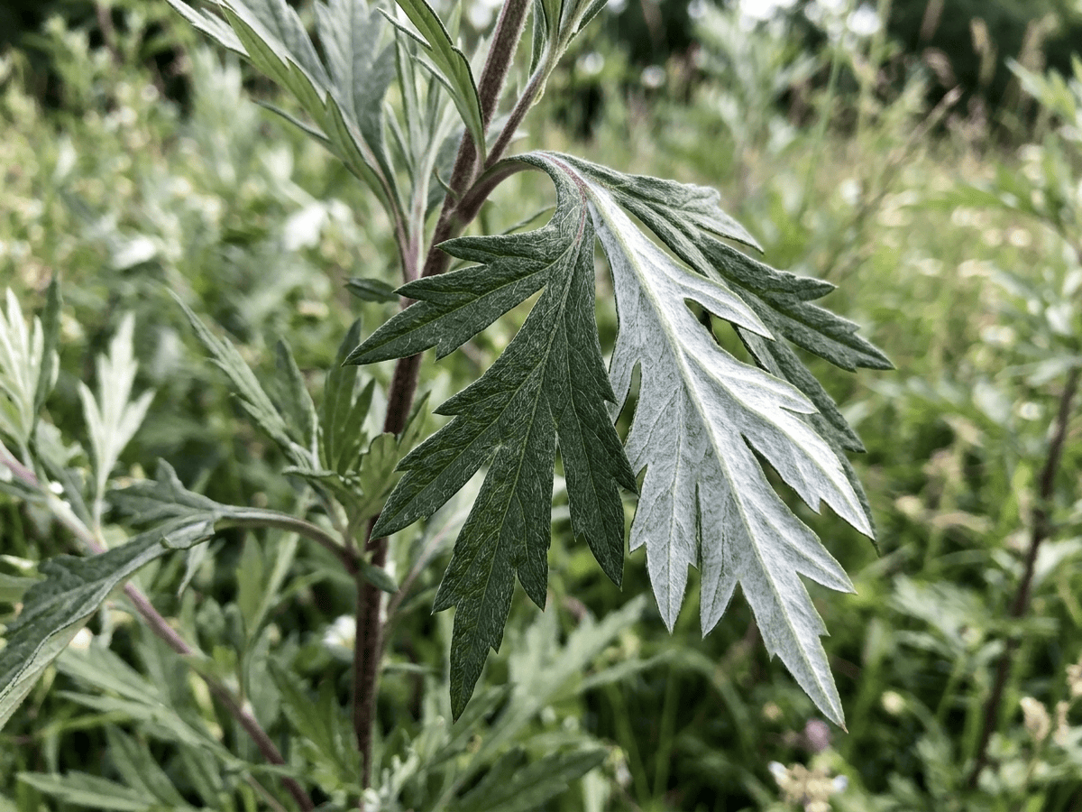 Common Mugwort — close-up of leaves and flowers