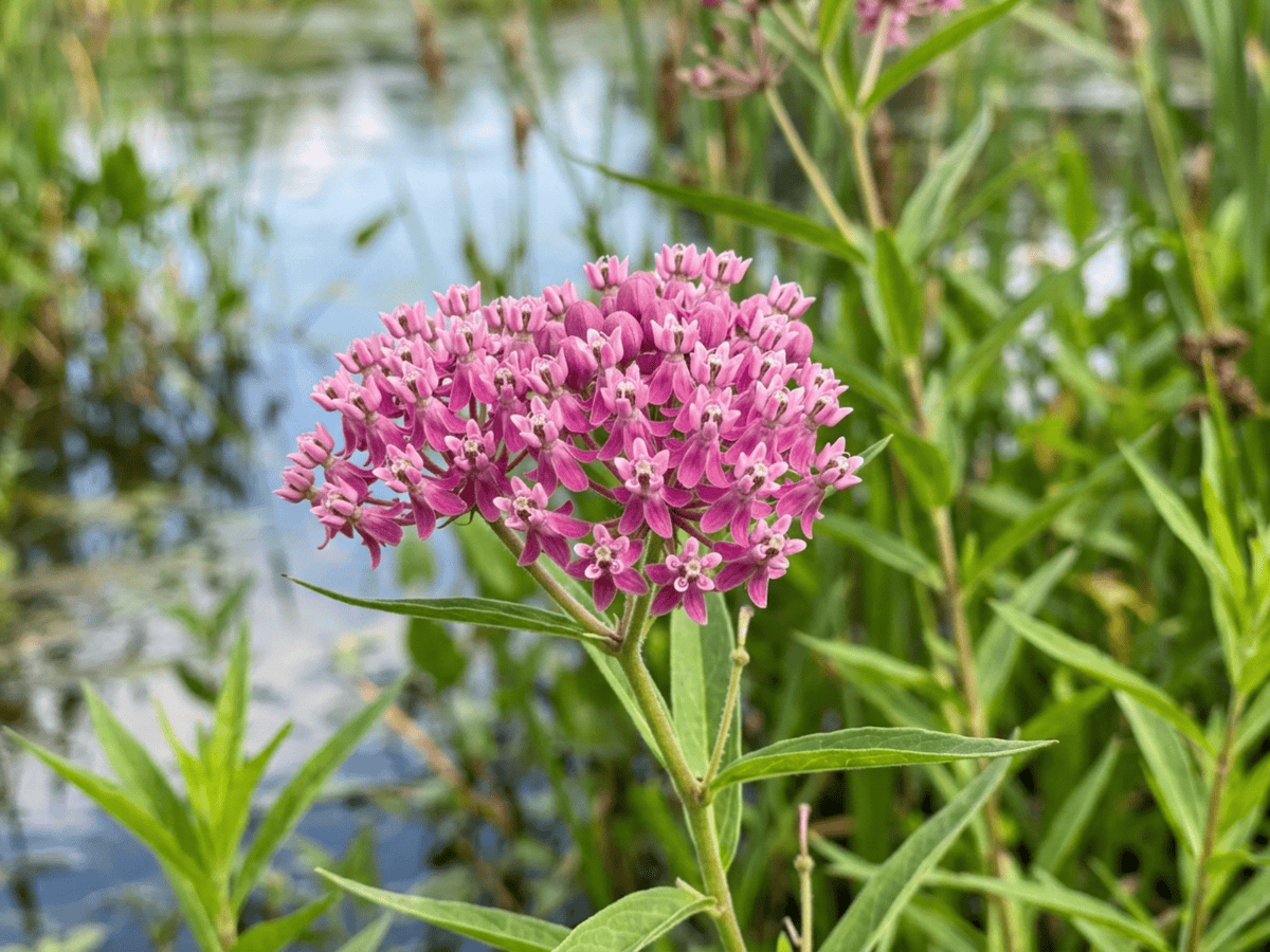 Algodoncillo rosa — primer plano de hojas y flores