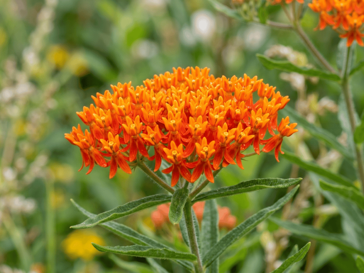 Butterfly Milkweed — close-up of leaves and flowers