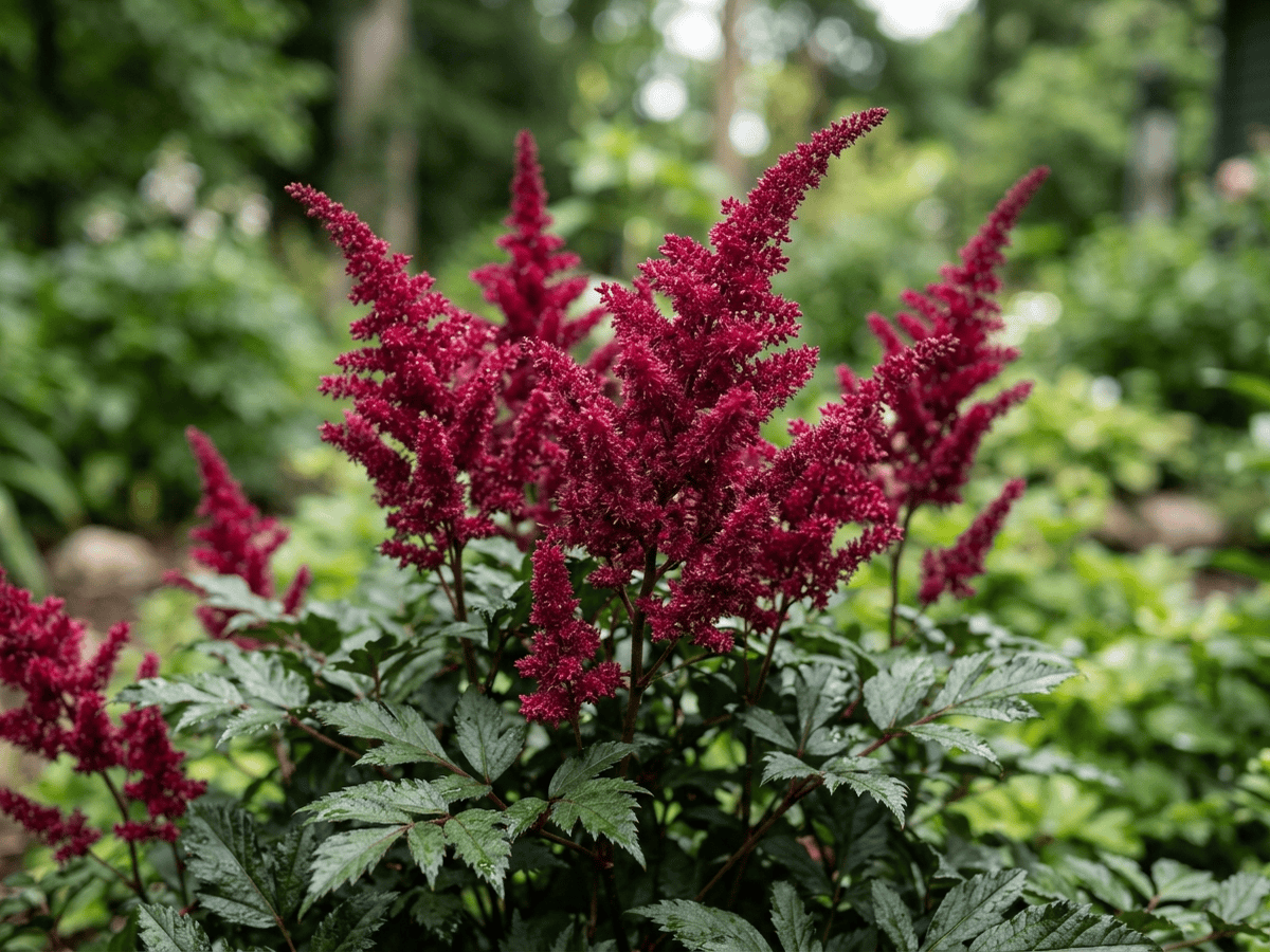 Rote Prachtspiere — Nahaufnahme von Blättern und Blüten