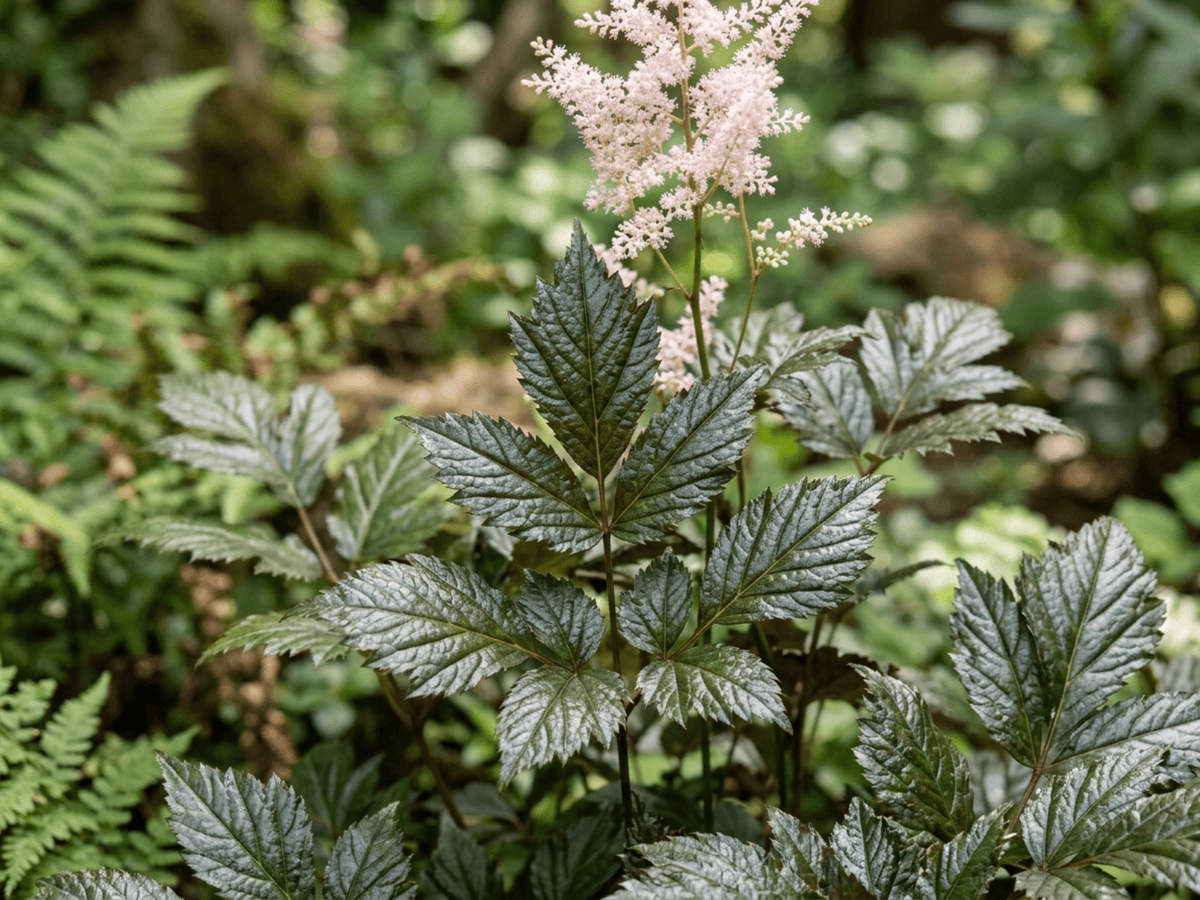 Astilbe à feuilles simples — gros plan sur feuilles et fleurs
