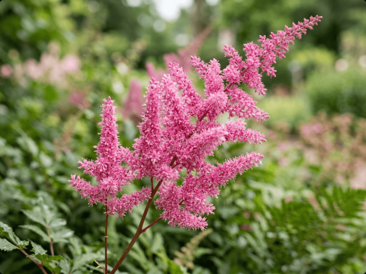 astilbe — primo piano di foglie e fiori