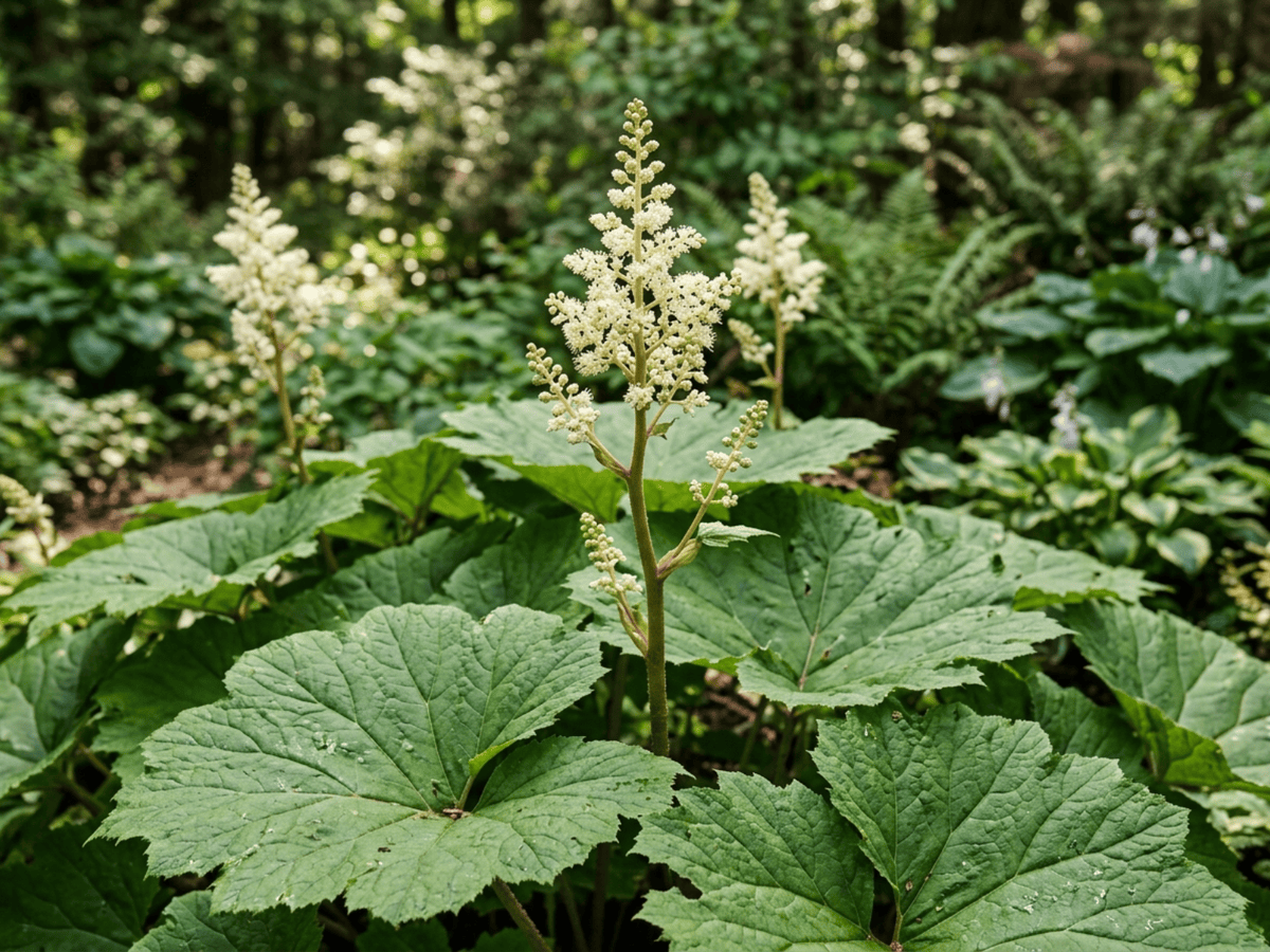 Common Astilboides — seasonal appearance