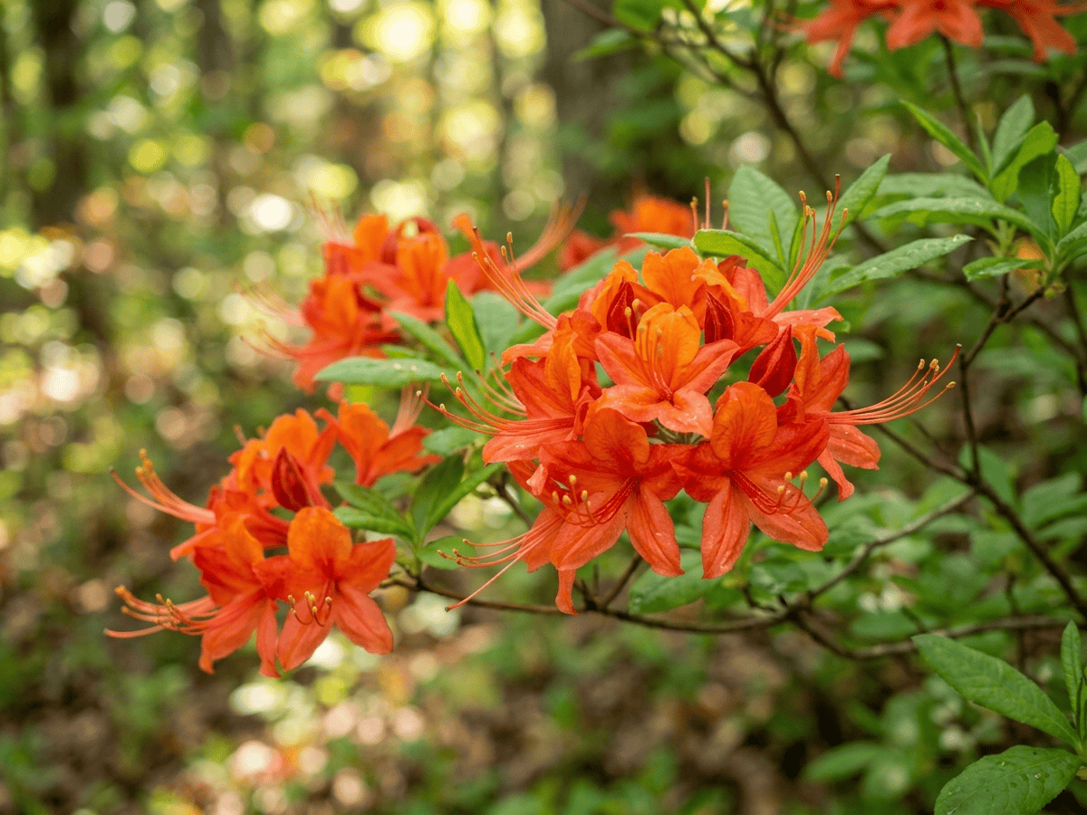 Oconee Azalea — close-up of leaves and flowers