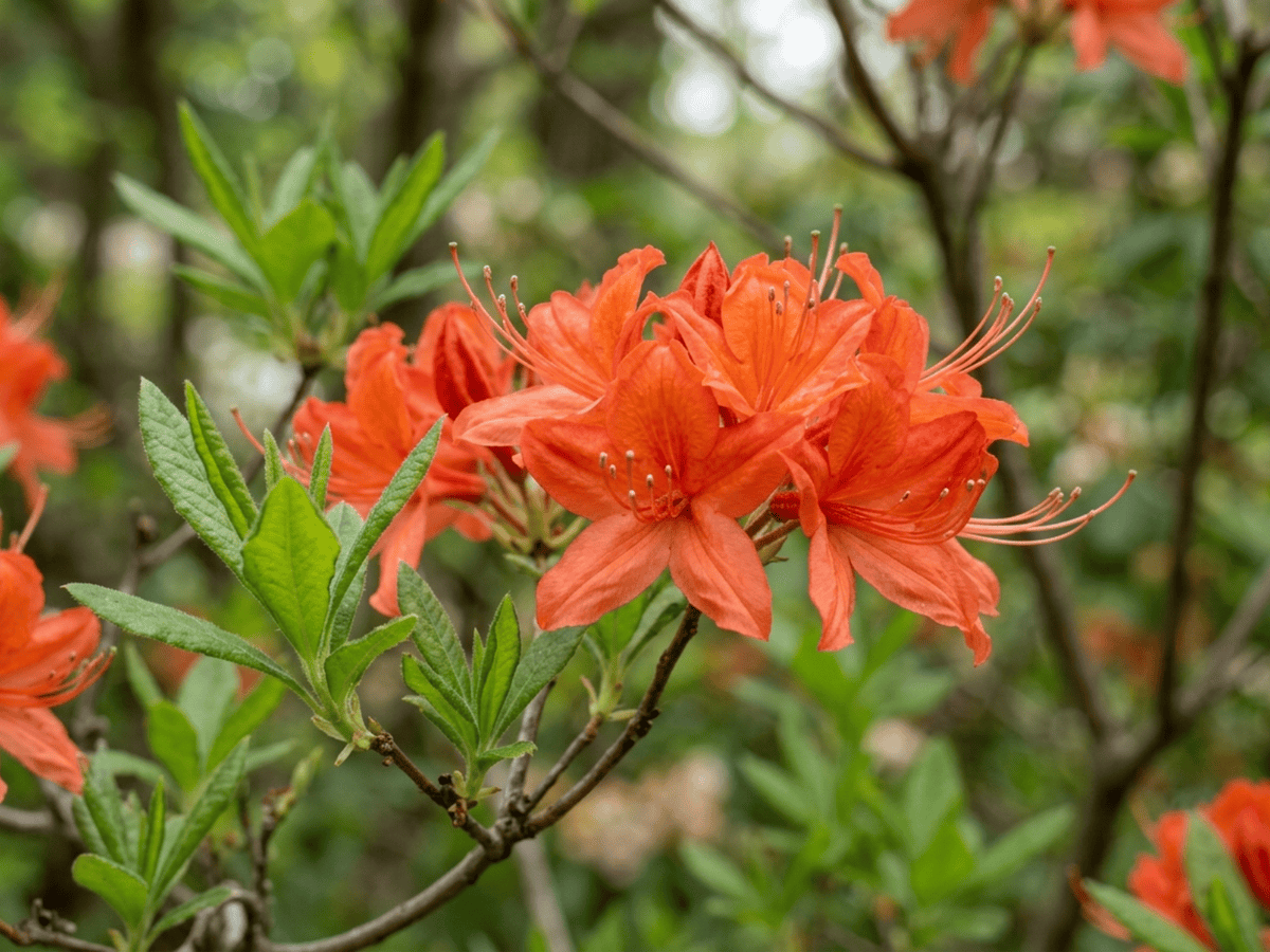 Japanische Azalee — Nahaufnahme von Blättern und Blüten