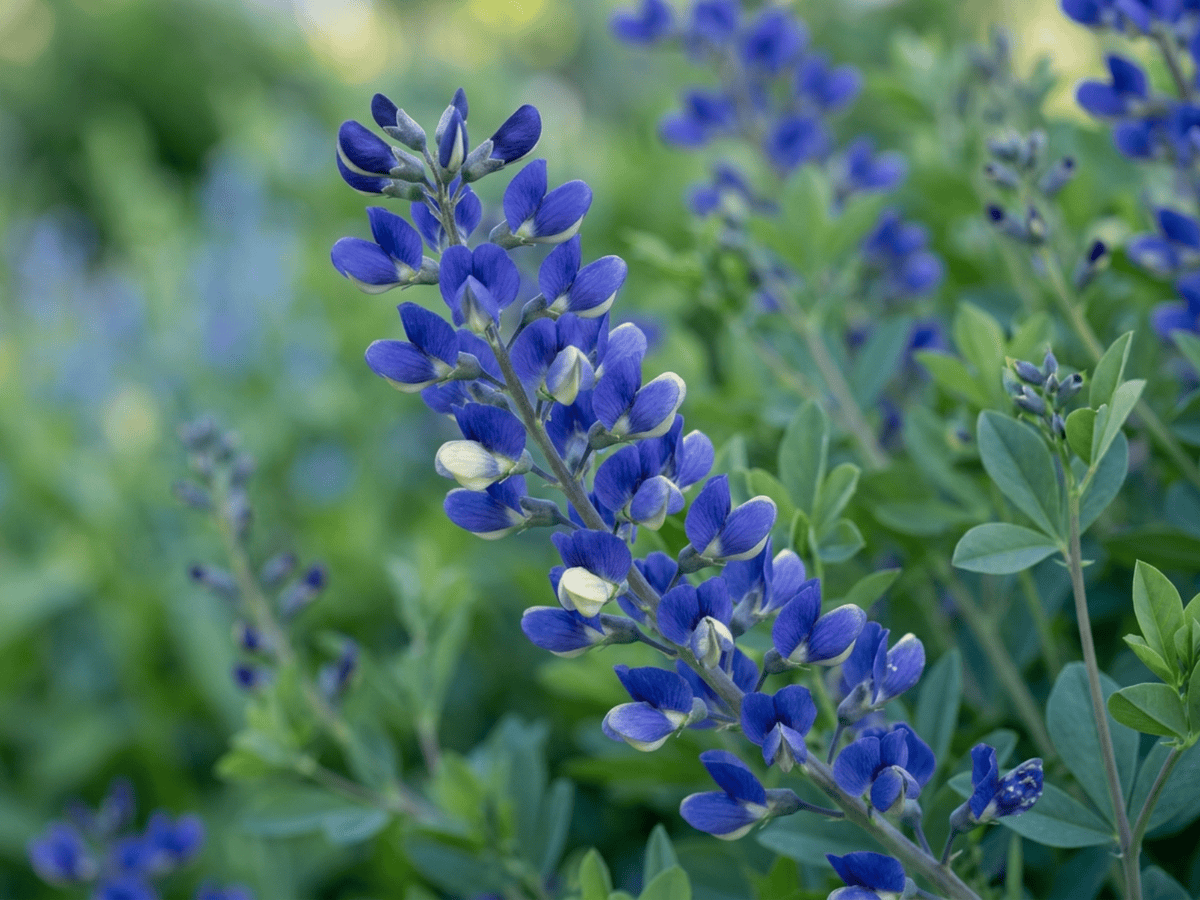 Tall Blue Wild Indigo — close-up of leaves and flowers