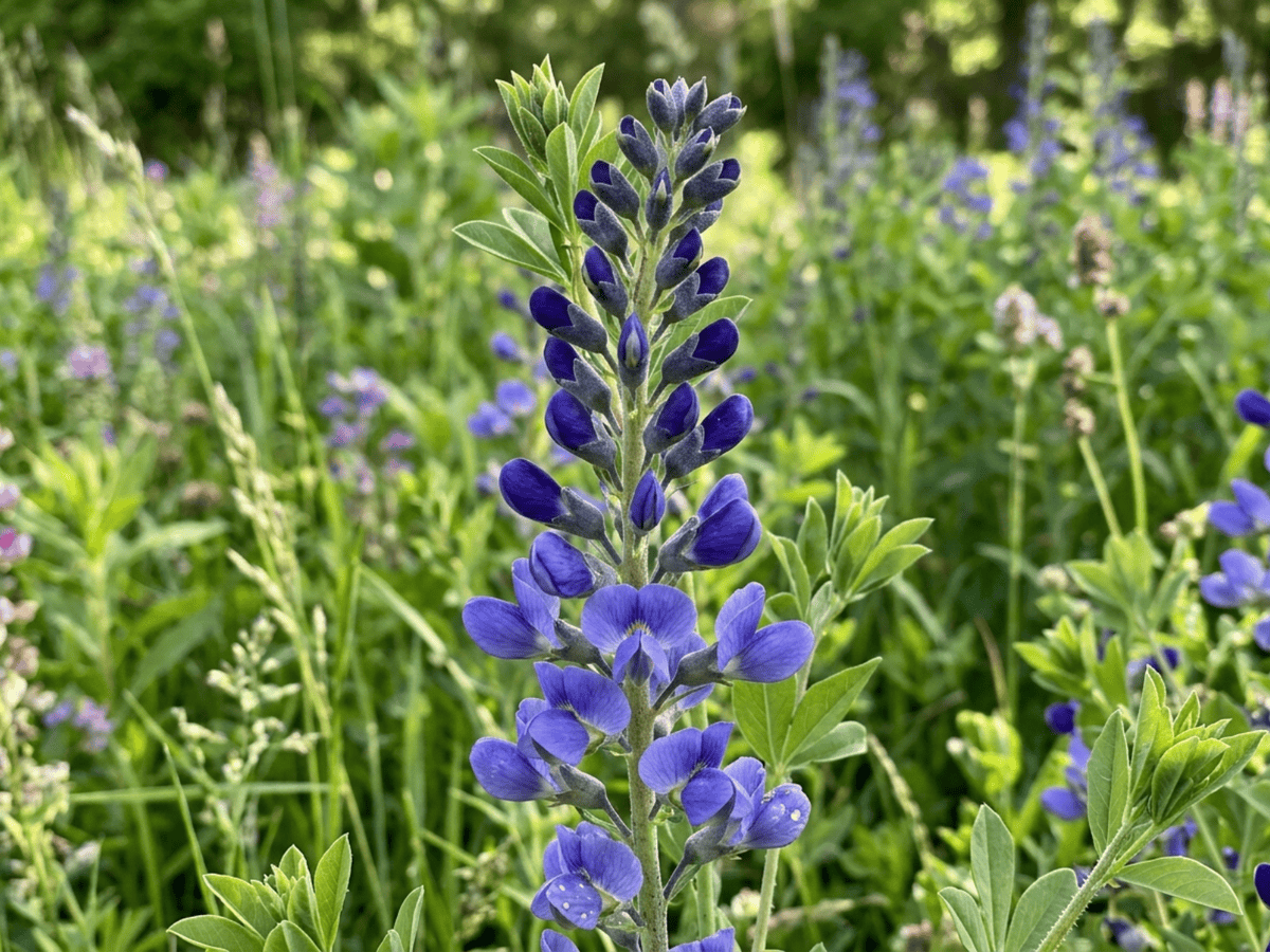 Tall Blue Wild Indigo — seasonal appearance