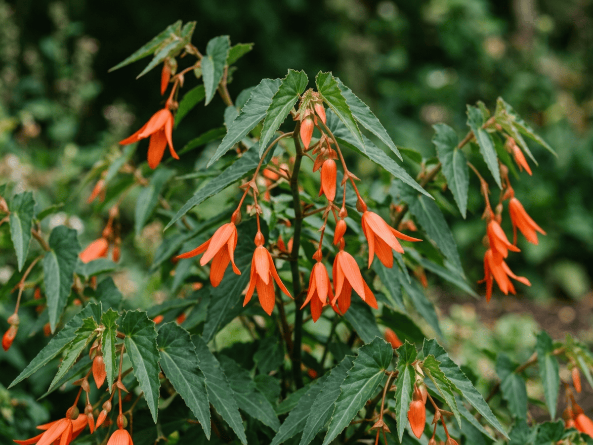 begonia tuberosa de Bolivia — primer plano de hojas y flores